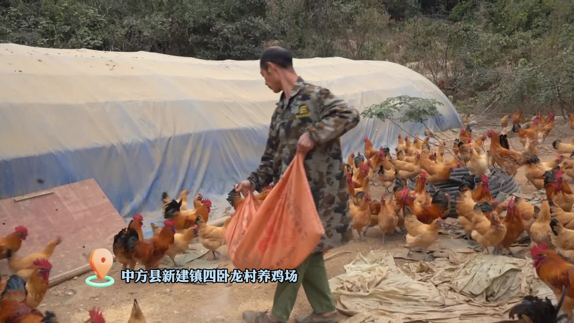 视频I中方县： 林下养殖抓“鸡”遇，林权改革结硕果