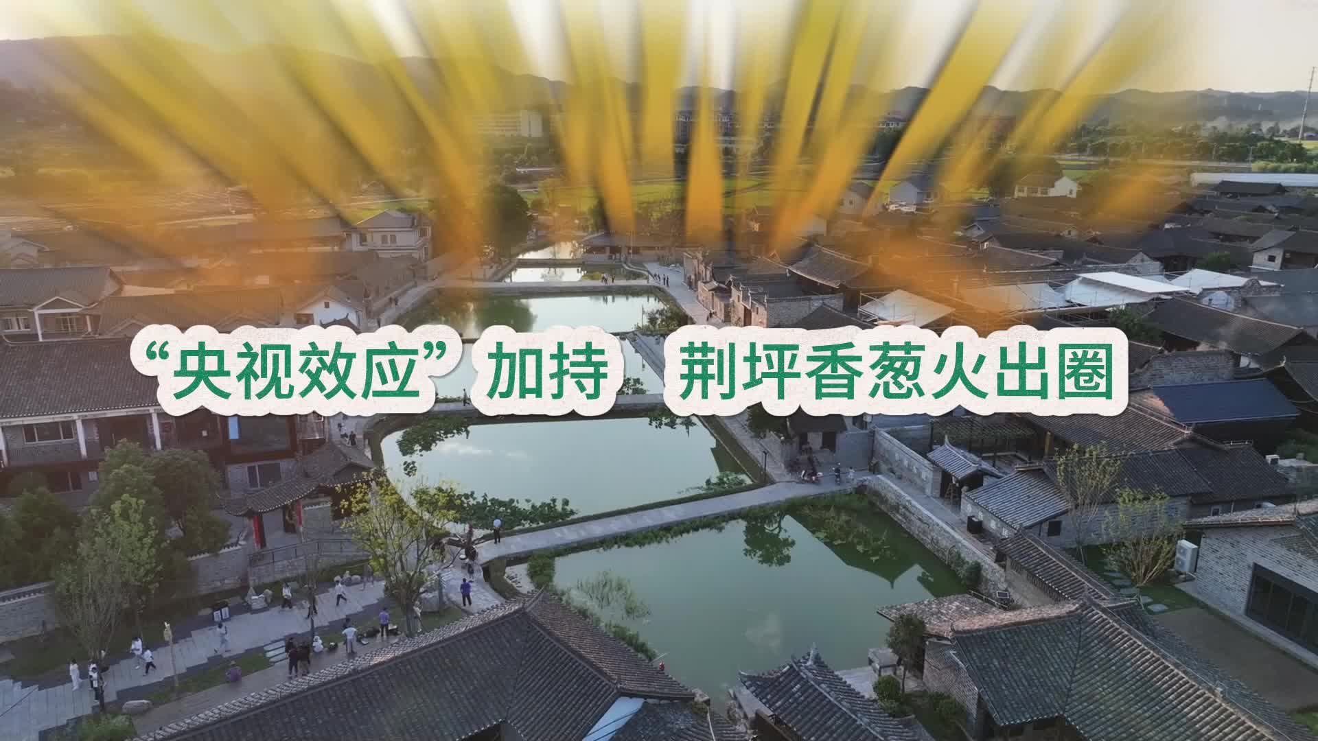 视频|荆坪见变化·“央视效应”加持 荆坪香葱火出圈