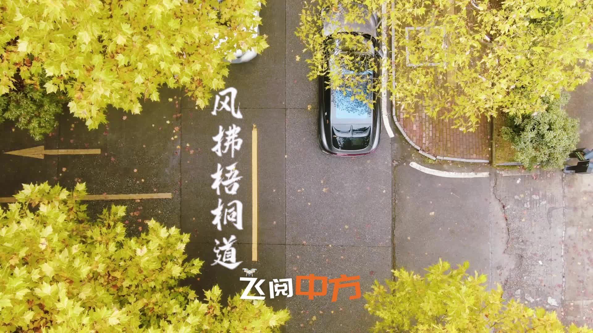 飞阅中方|霜染梧桐绘盛景，中方这条“黄金大道”邀你打卡初冬浪漫～