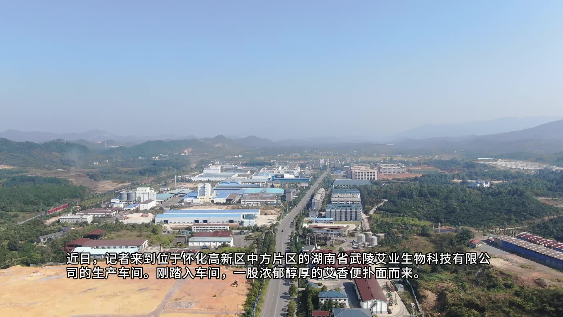 视频|中方县：艾香飘远助增收 产业发展惠民生