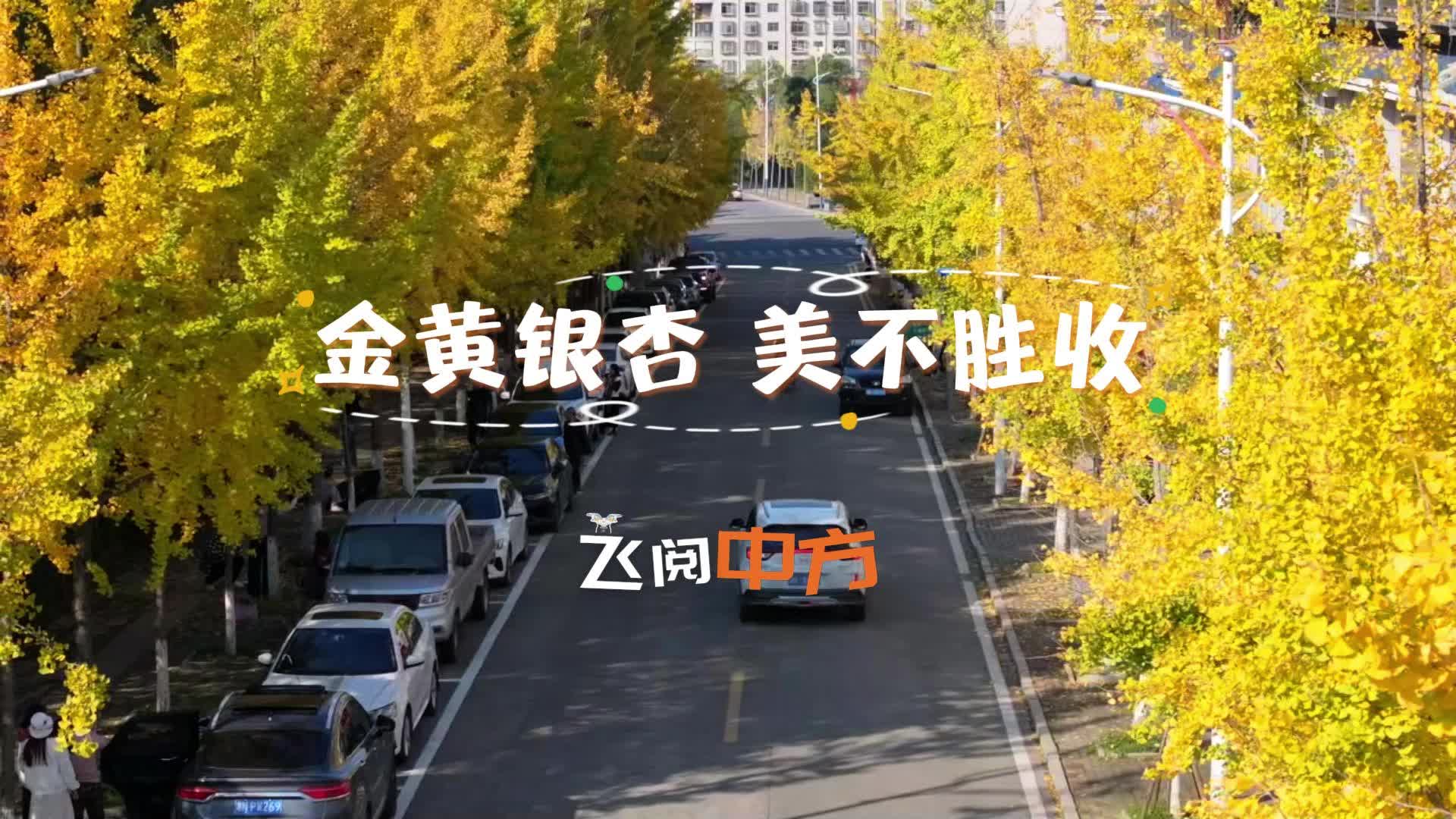 视频|飞阅中方·金黄银杏 美不胜收