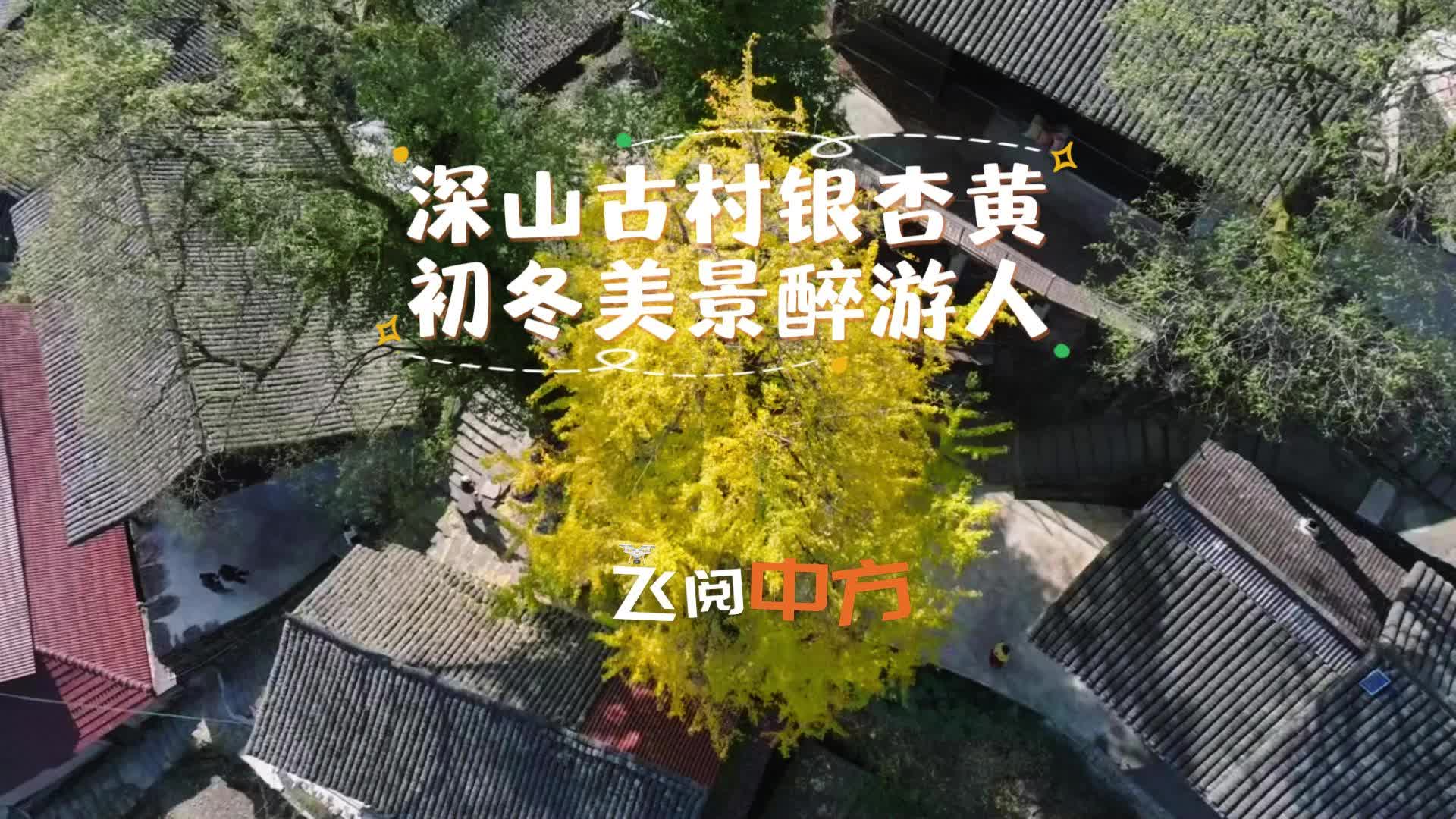 视频|飞阅中方·深山古村银杏黄 初冬美景醉游人