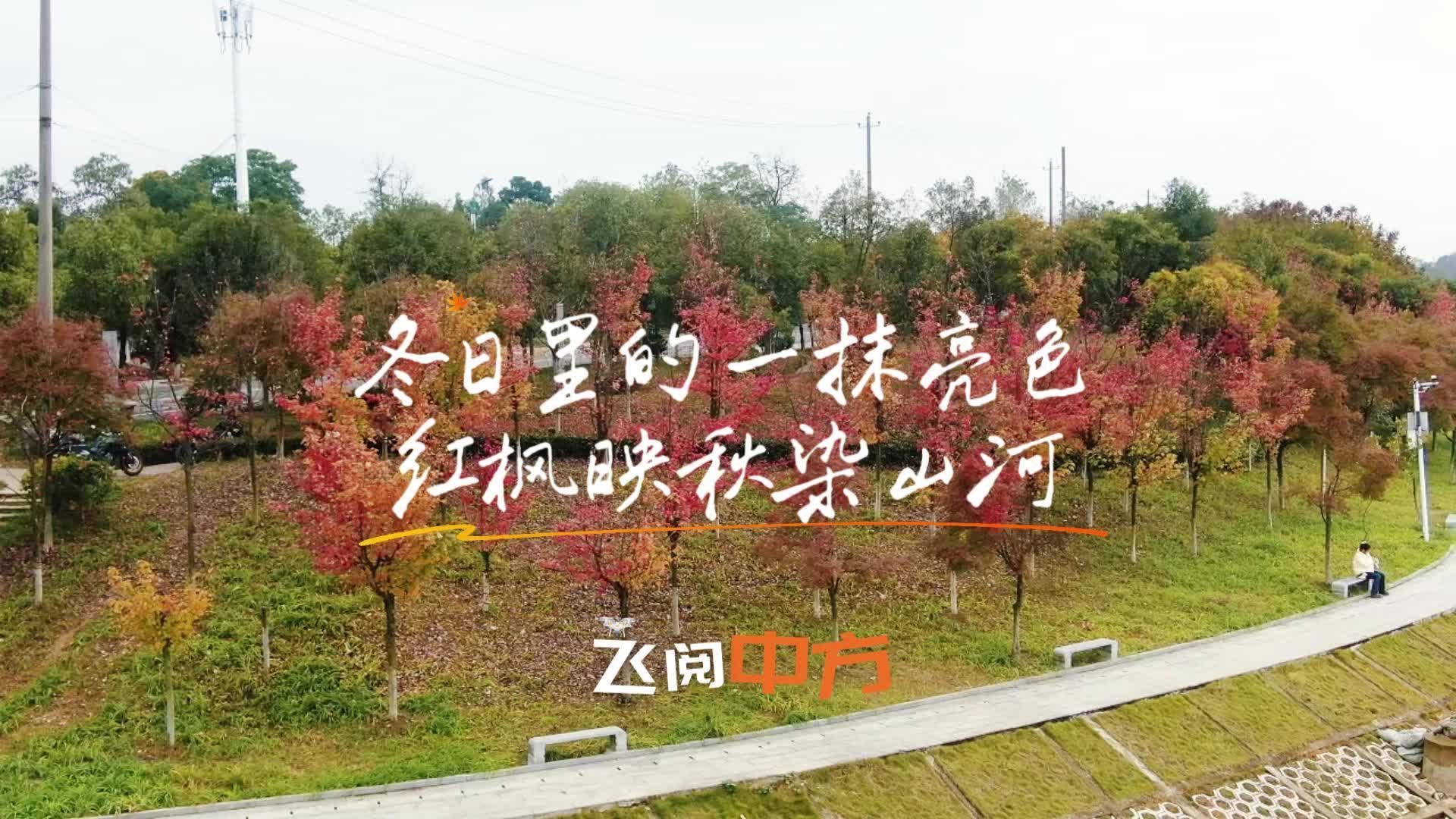 视频|飞阅中方·冬日里的一抹亮色 红枫映秋染山河