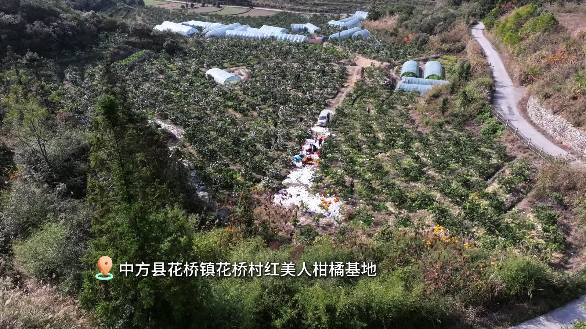 视频|中方县：“红美人”柑橘丰收 特色产业助农增收