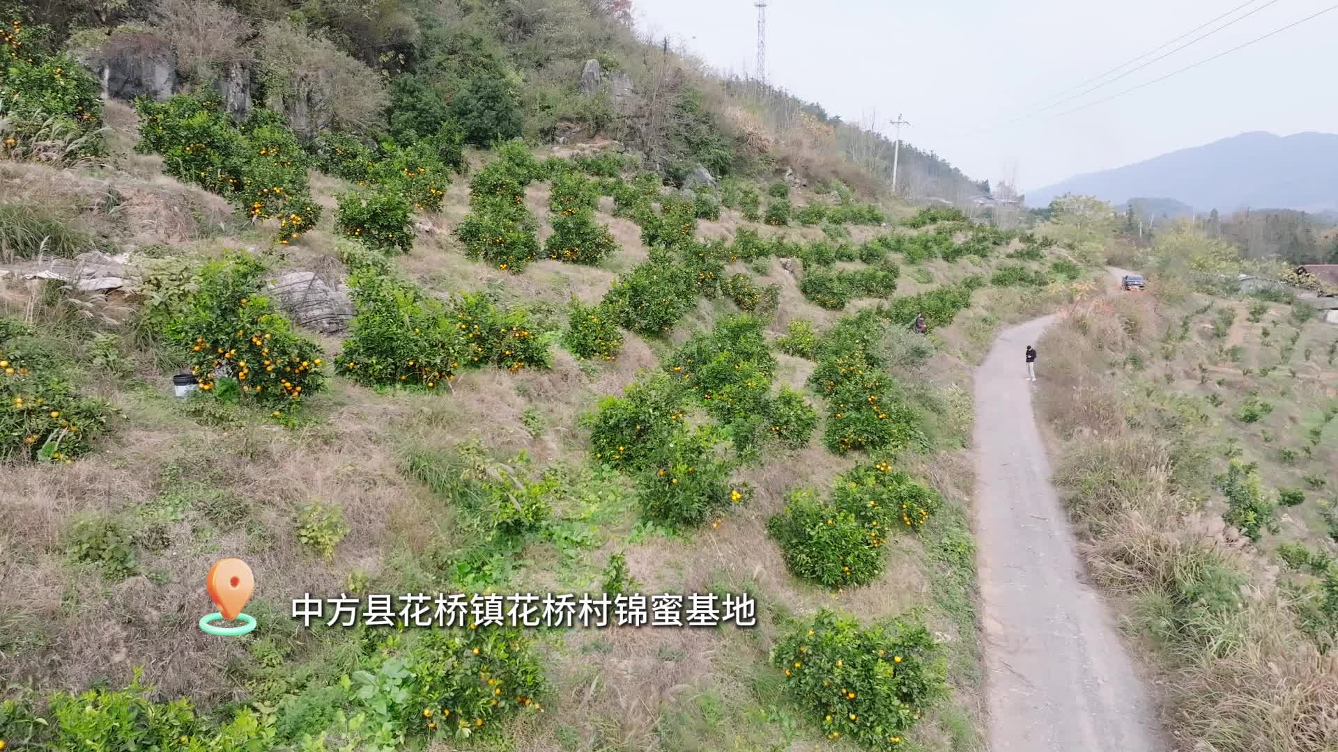 视频|中方县：锦蜜丰收开园 果农笑开颜