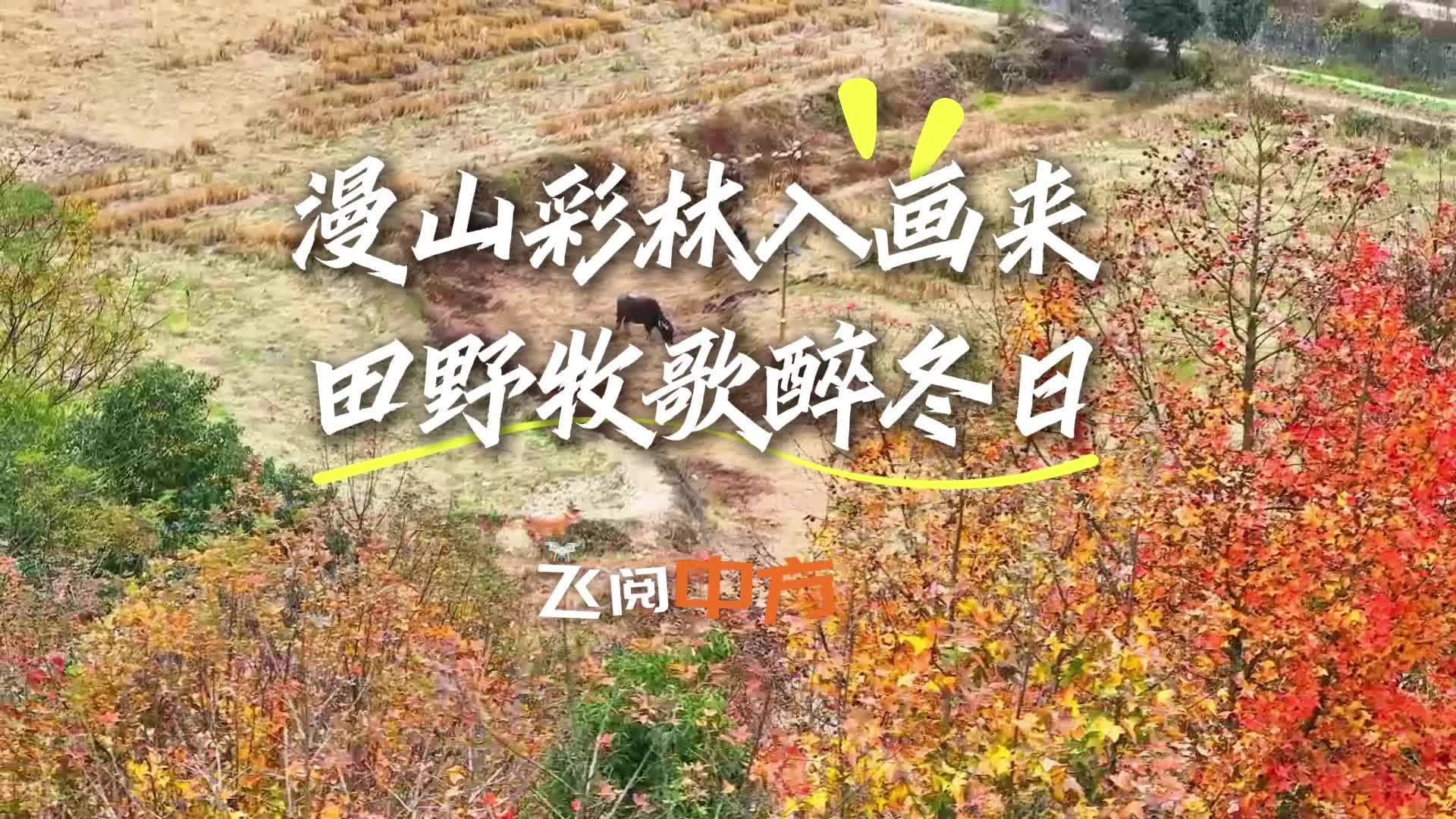 视频|飞阅中方·漫山彩林入画来 田野牧歌醉冬日