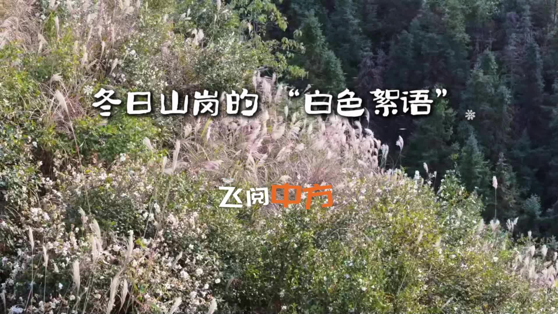 视频|飞阅中方·冬日山岗的 “白色絮语”