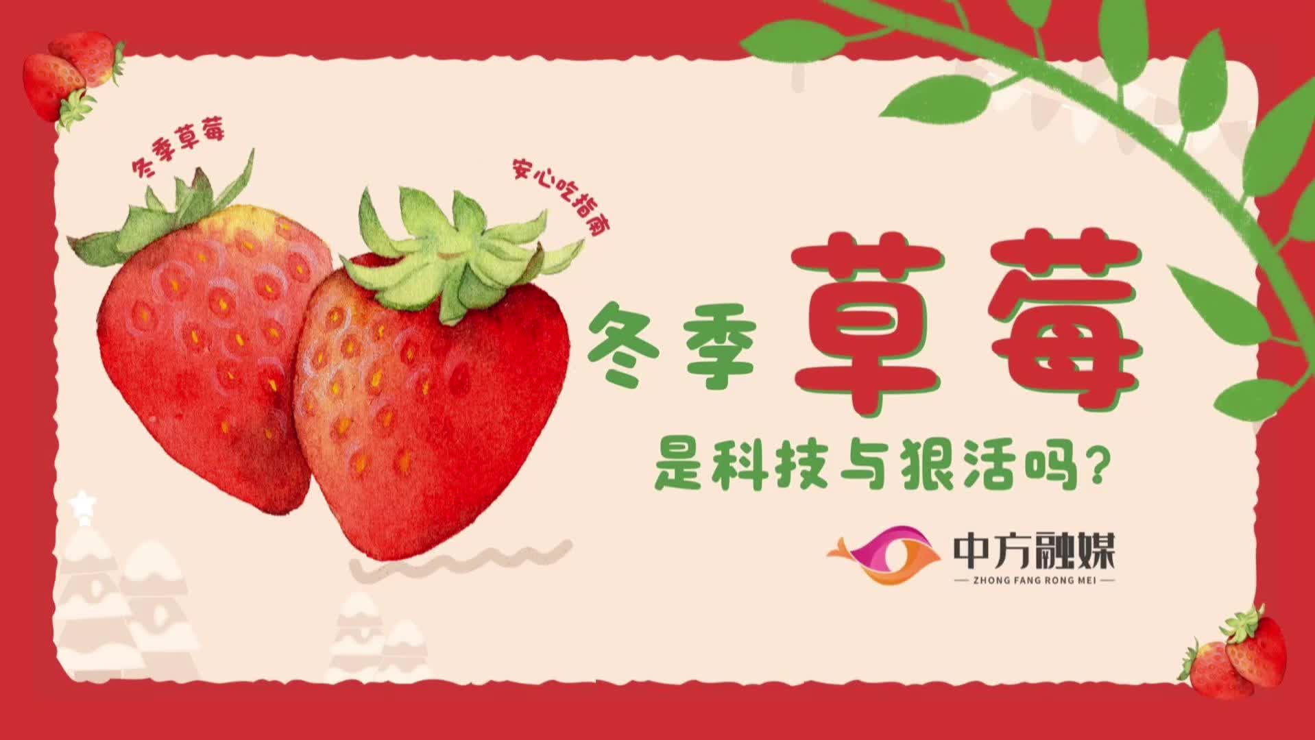 视频|融媒小课堂：冬季草莓是科技与狠活吗？