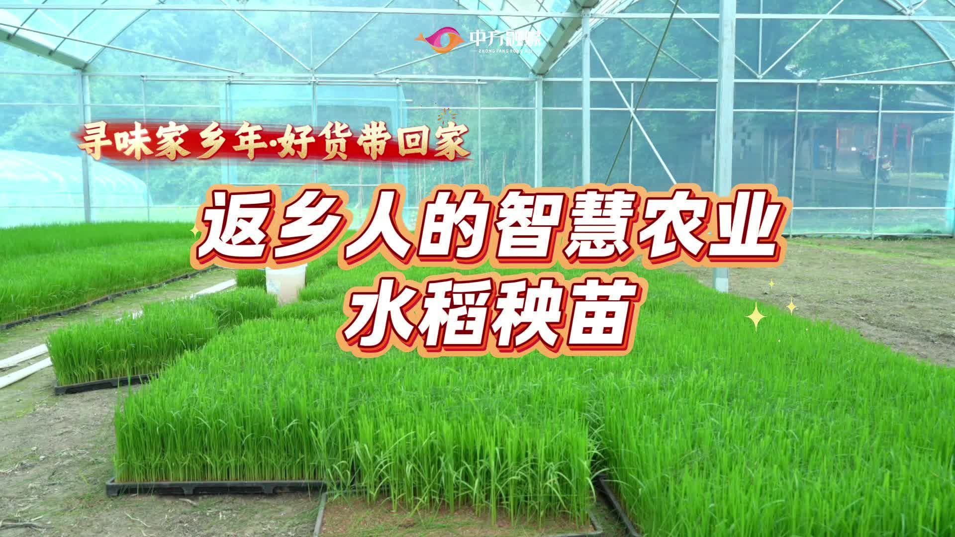视频|“寻味家乡年·好货带回家”返乡人的智慧农业——水稻秧苗