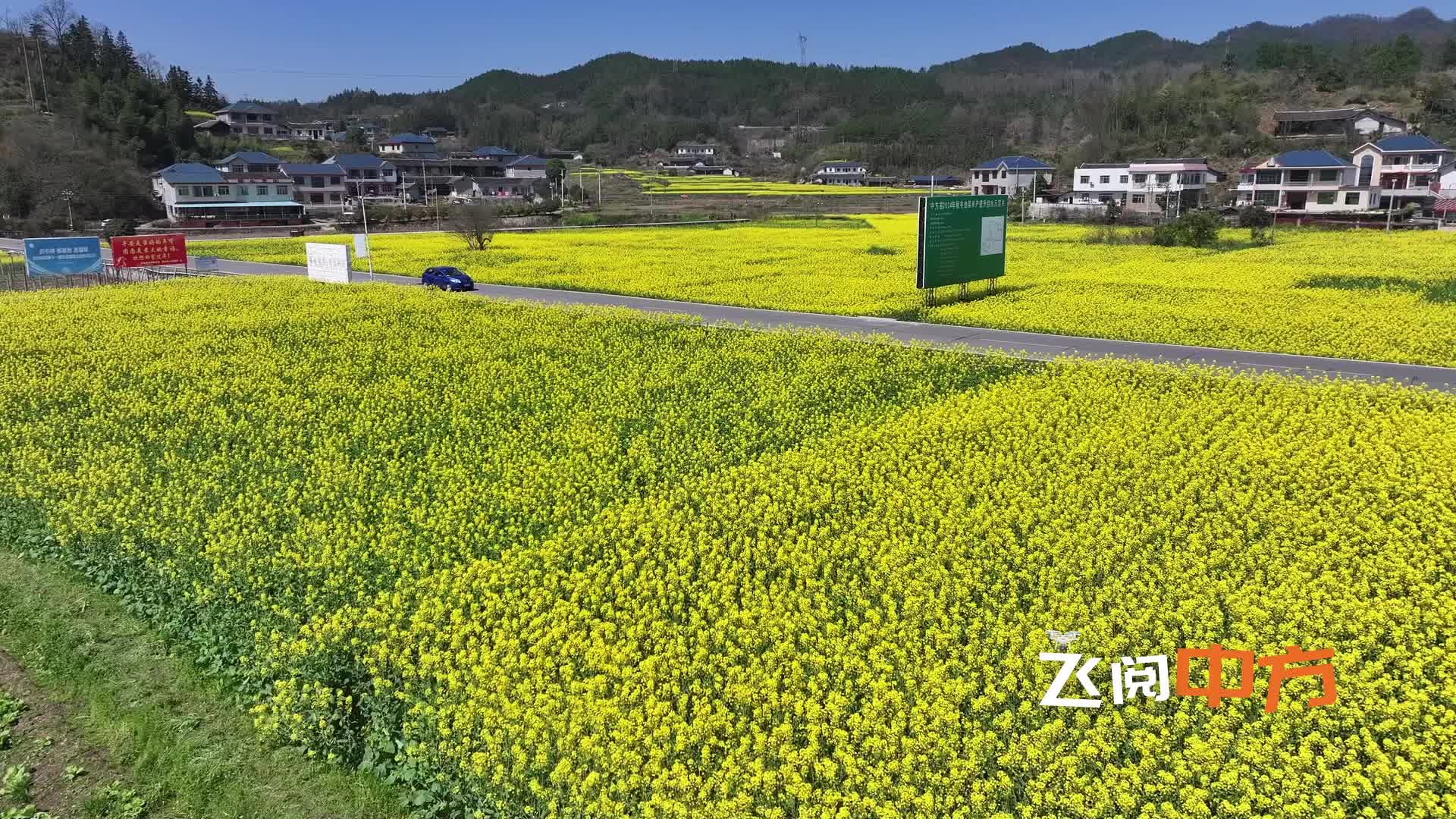 视频｜中方：多彩桐坪  沃土鎏金