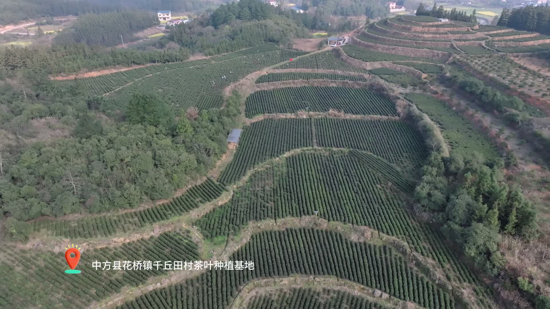 视频|中方县：抢抓春光采新茶 特色产业富民兴村