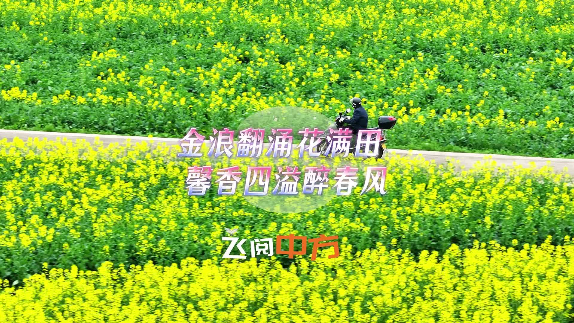 视频|飞阅中方·金浪翻涌花满田 馨香四溢醉春风