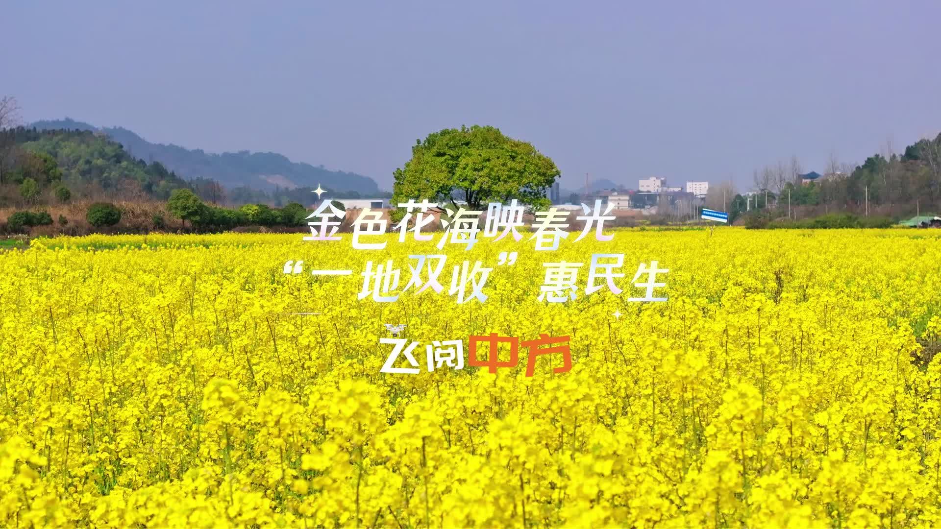 视频|飞阅中方·金色花海映春光 “一地双收”惠民生