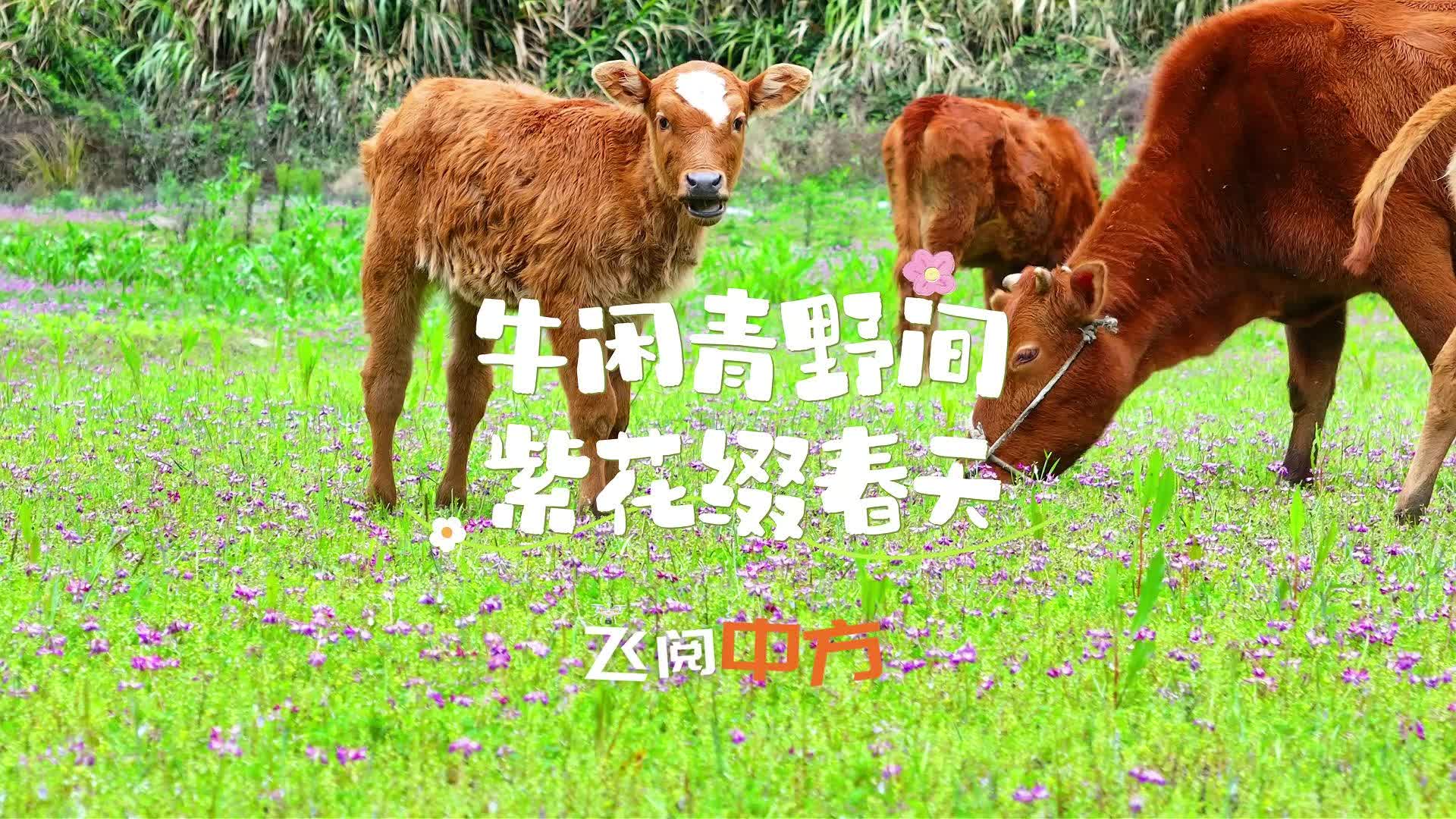 视频|飞阅中方·牛闲青野间 紫花缀春天