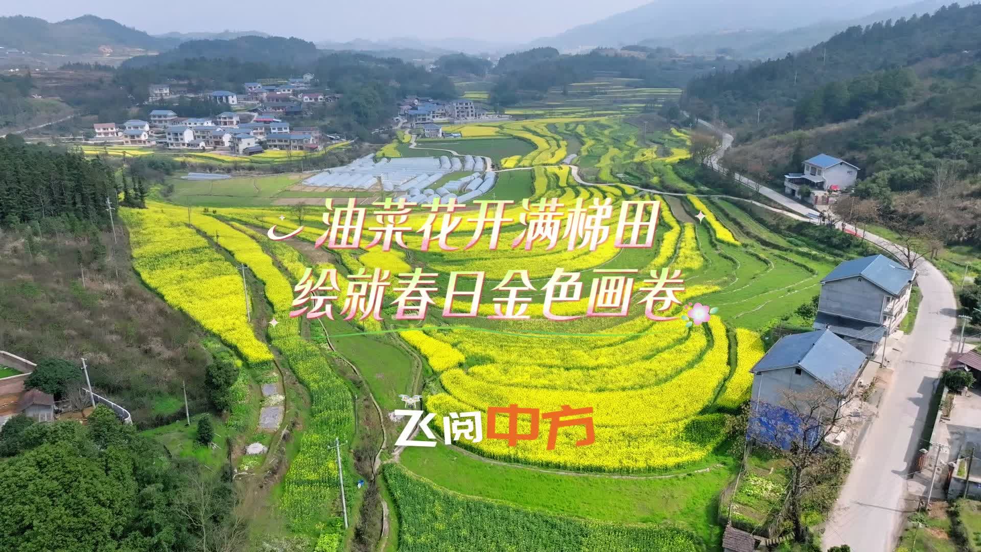 视频|飞阅中方·油菜花开满梯田 绘就春日金色画卷