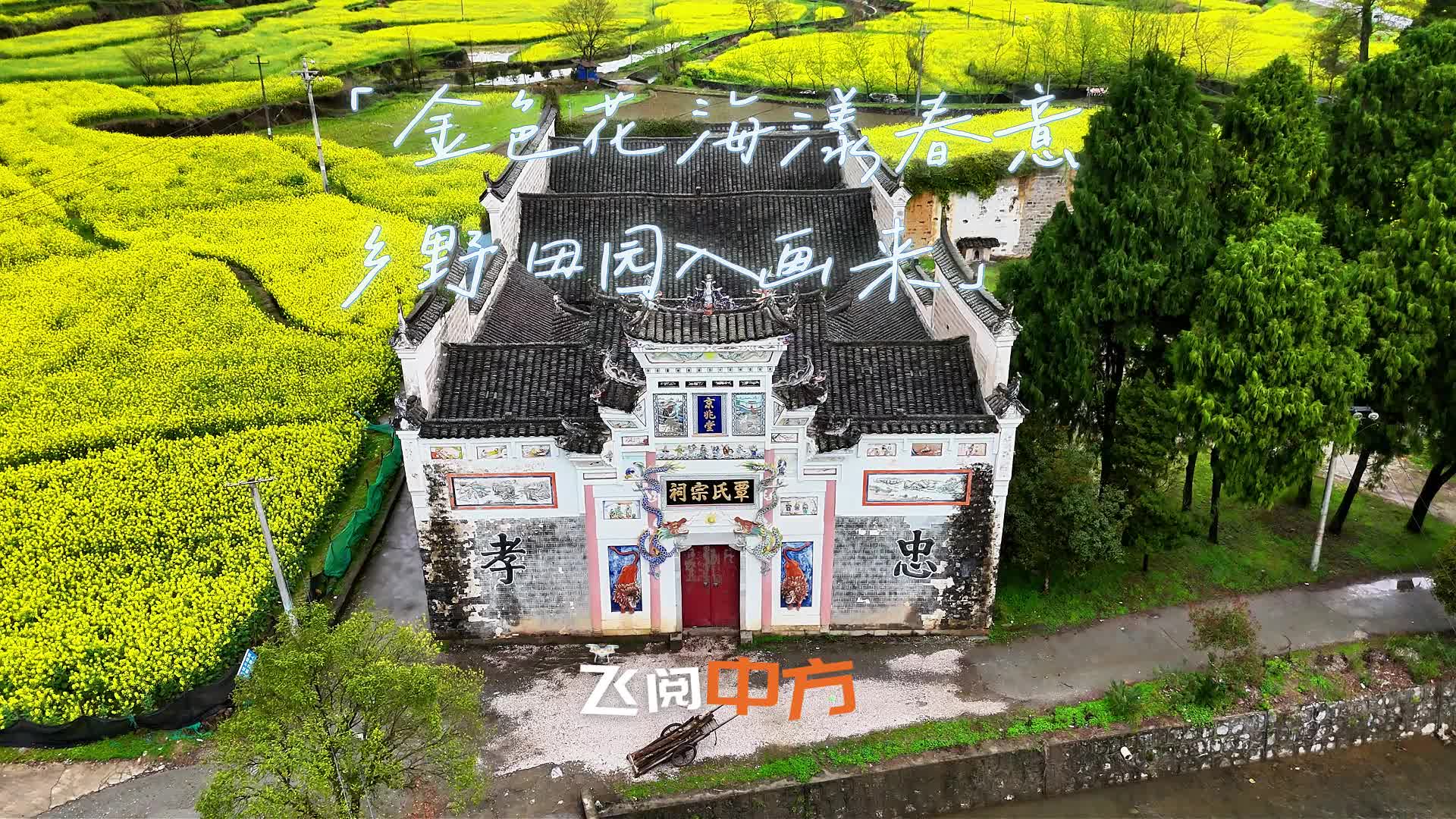飞阅中方|金色花海漾春意 乡野田园入画来