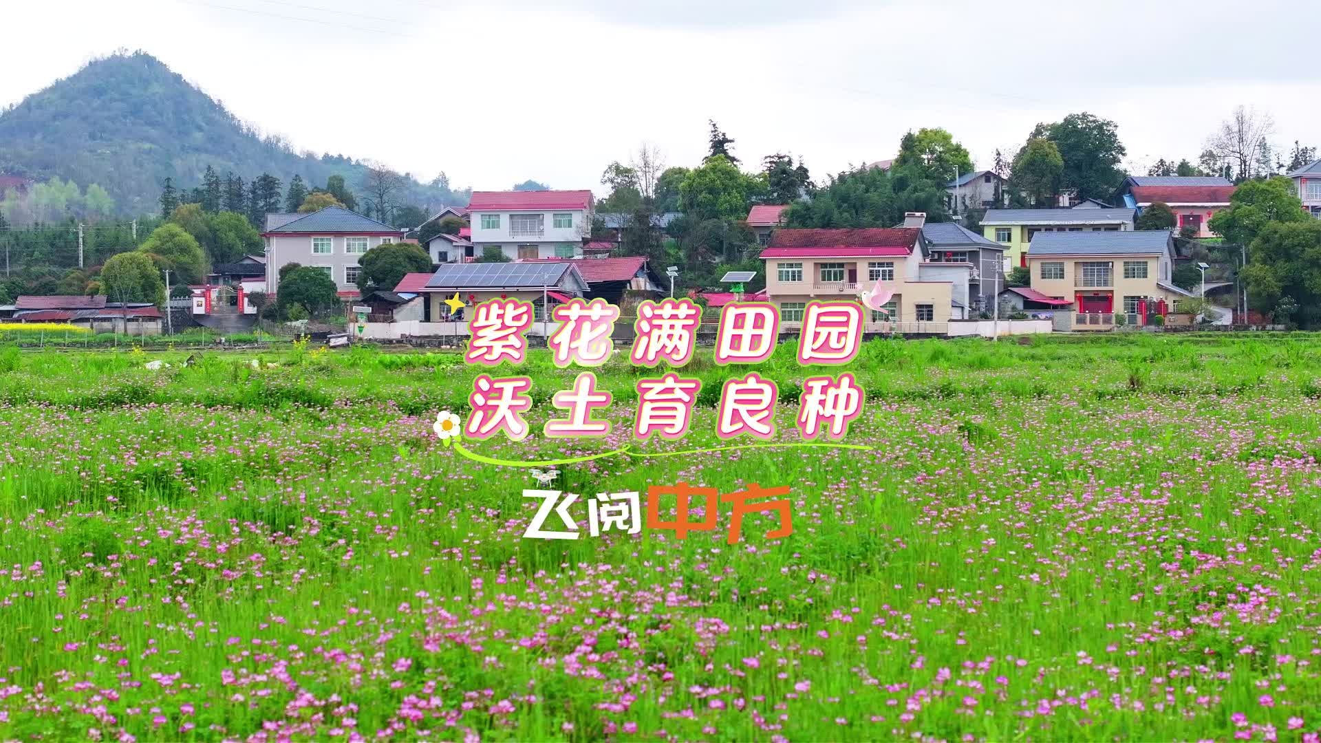 视频|飞阅中方·紫花满田园 沃土育良种