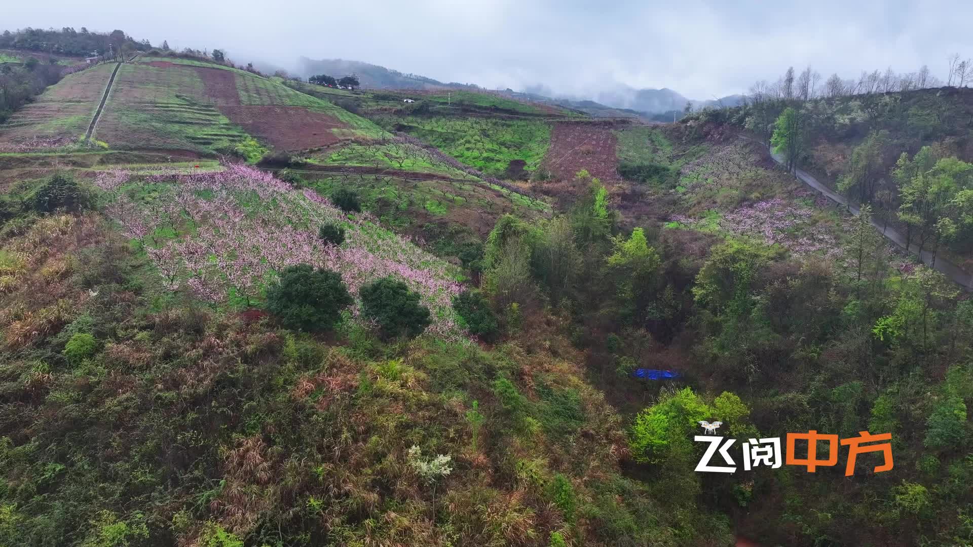 视频|飞阅中方·中方：半界桃花盛开 宛如粉色仙境