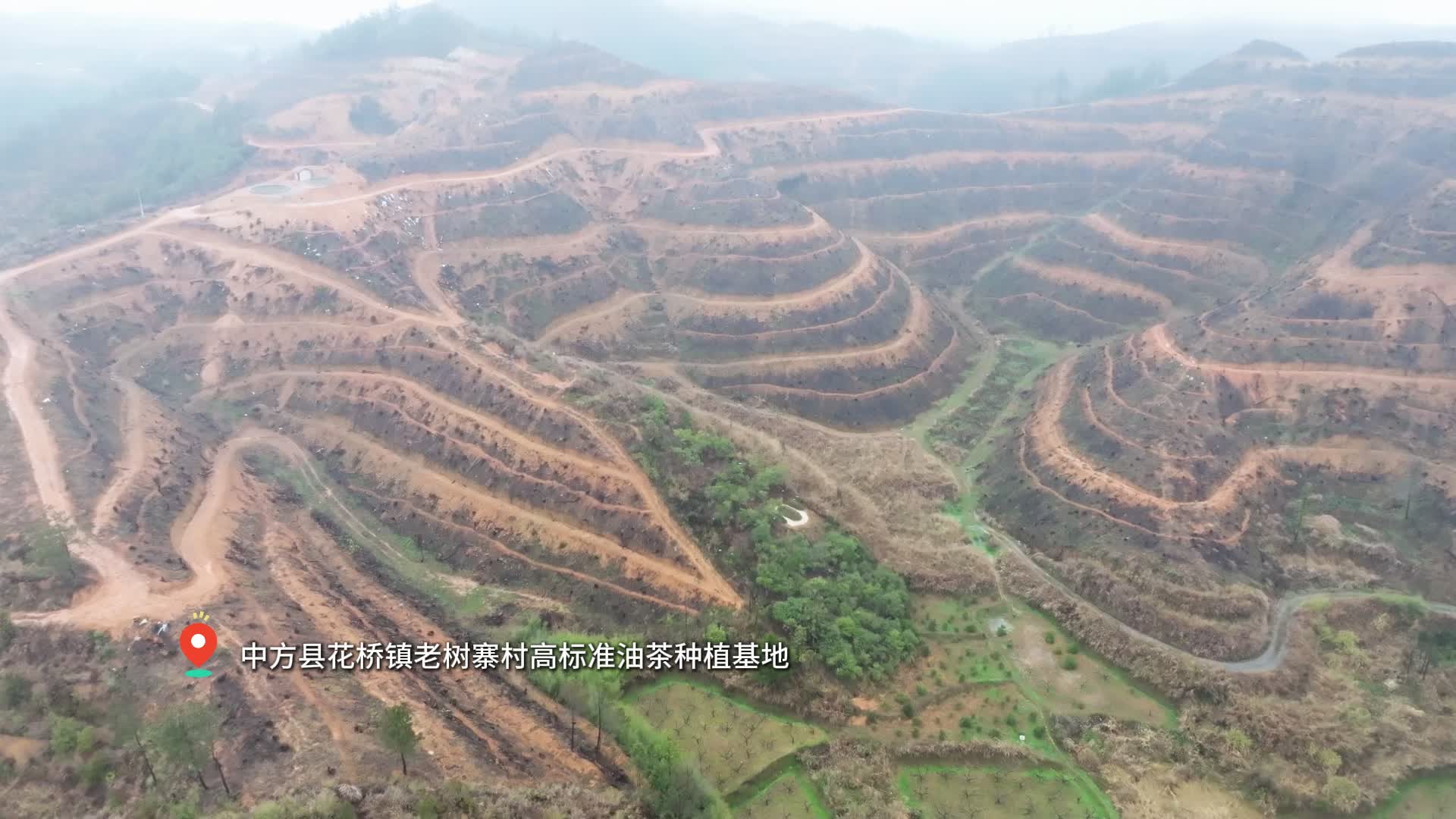 视频|中方县花桥镇：荒山变“金山” 油茶铺就富民路