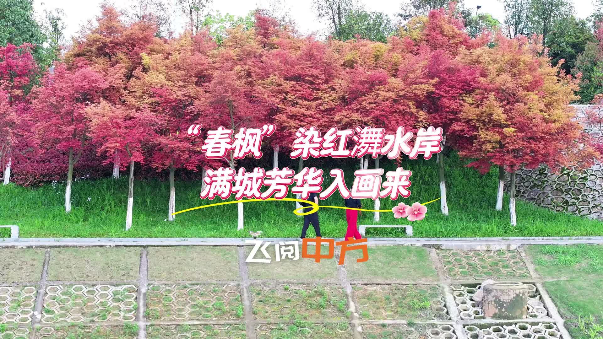 飞阅中方|“春枫”染红㵲水岸 满城芳华入画来