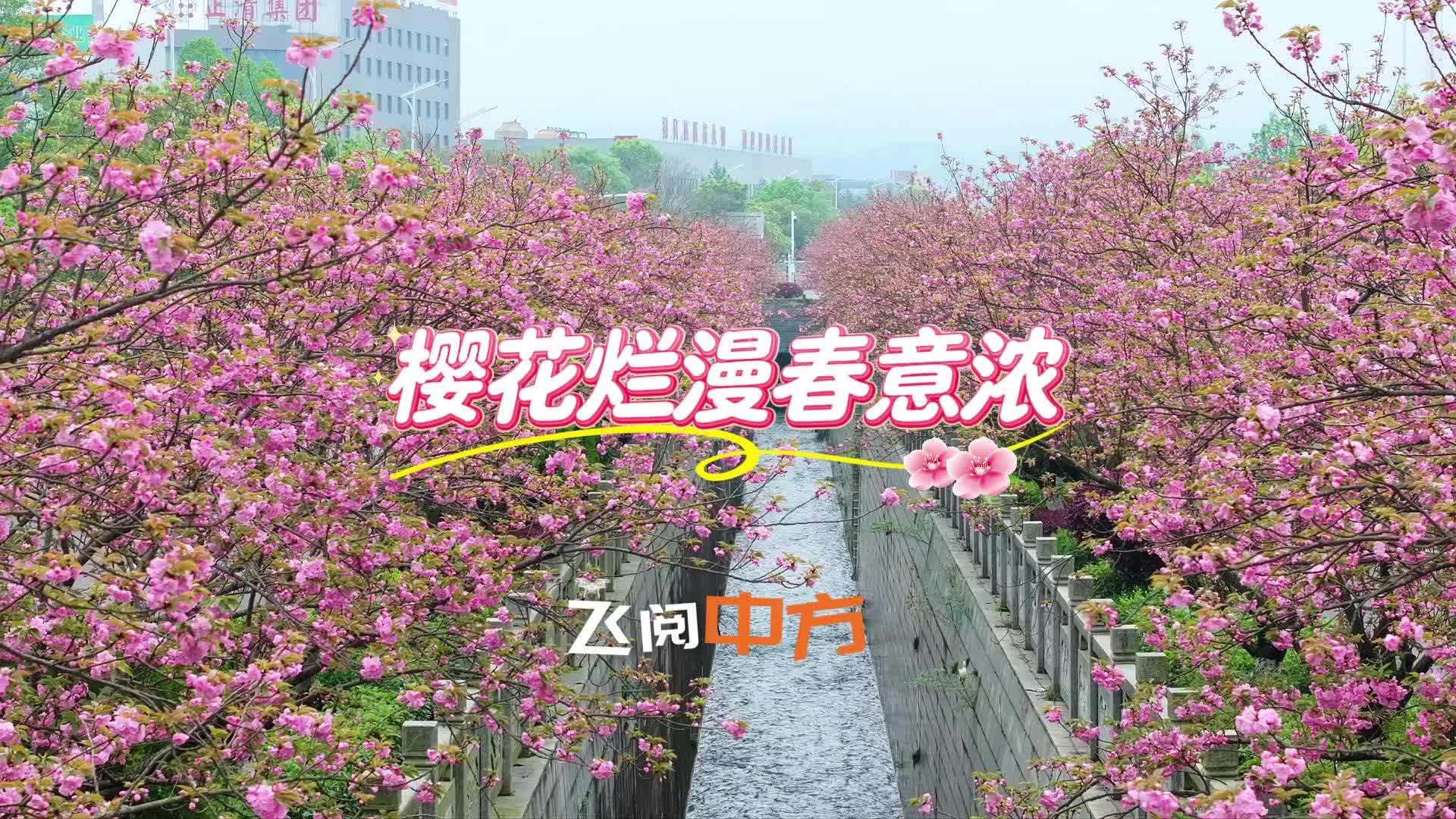 飞阅中方|樱花烂漫春意浓