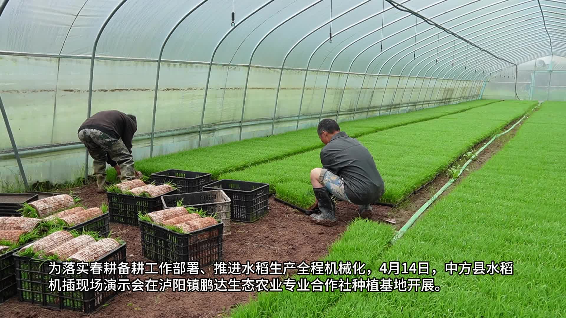 视频|中方县开展水稻机插现场演示活动 科技赋能春耕备耕提质增效