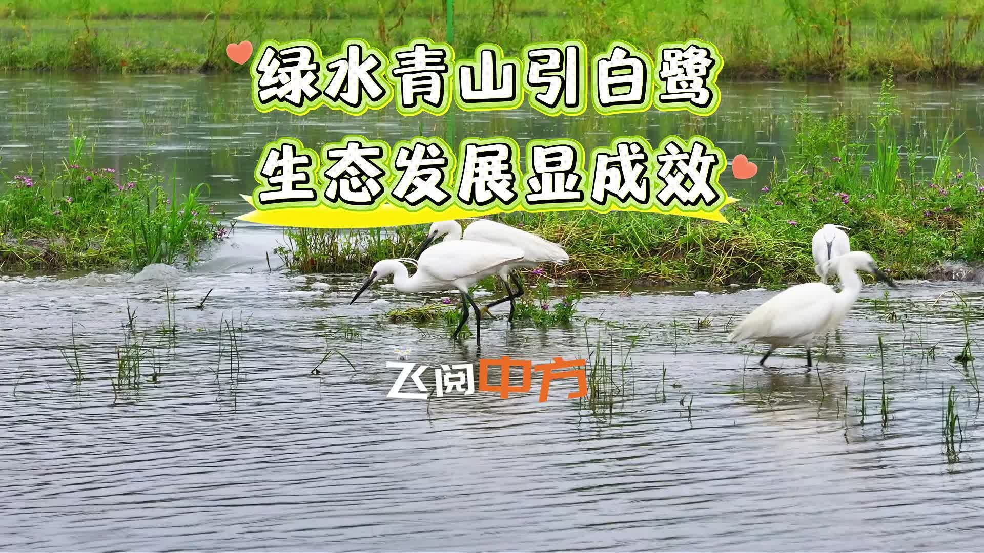 飞阅中方|绿水青山引白鹭 生态发展显成效