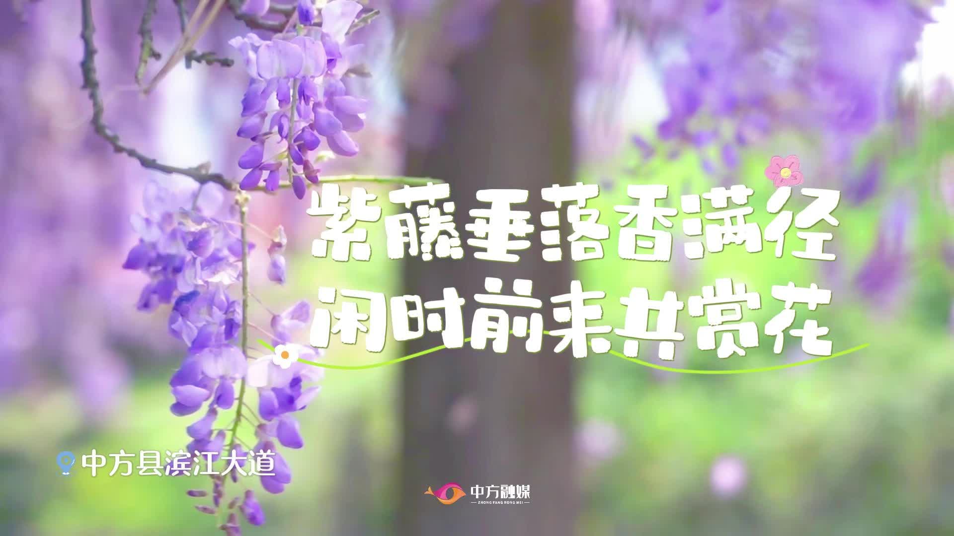 视频|紫藤垂落香满径，闲时前来共赏花