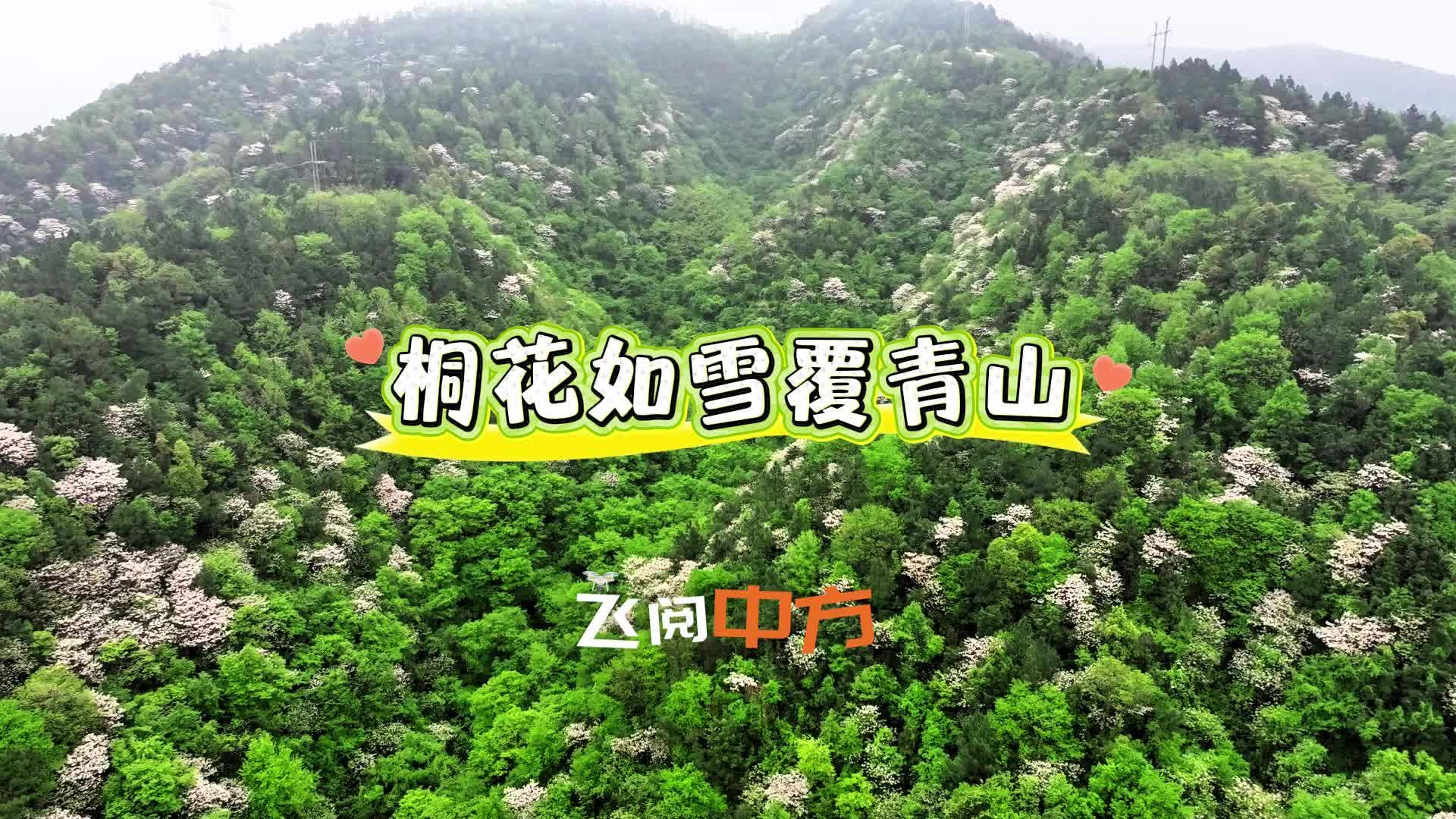 飞阅中方|桐花如雪覆青山