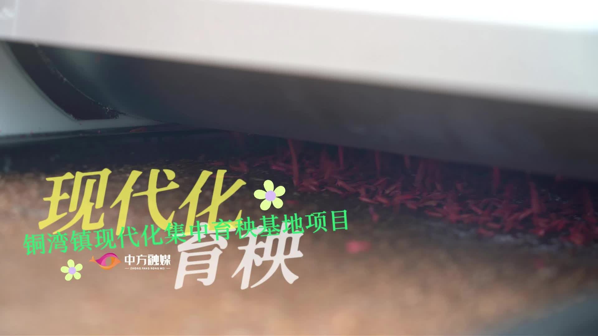 视频|中方县2026年创业项目展示活动项目：铜湾镇现代化集中育秧基地