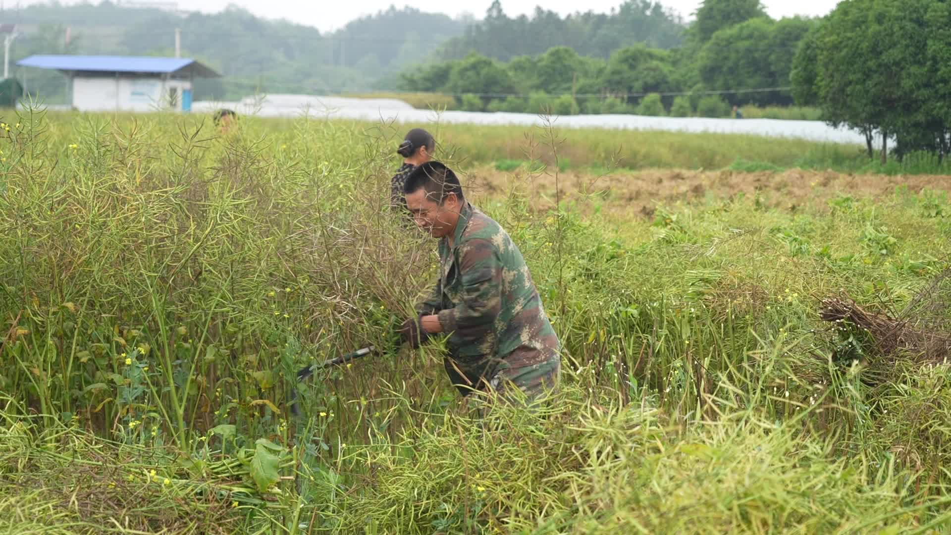 视频|中方县：油菜收割忙 “稻油”轮作实现“一地双收”