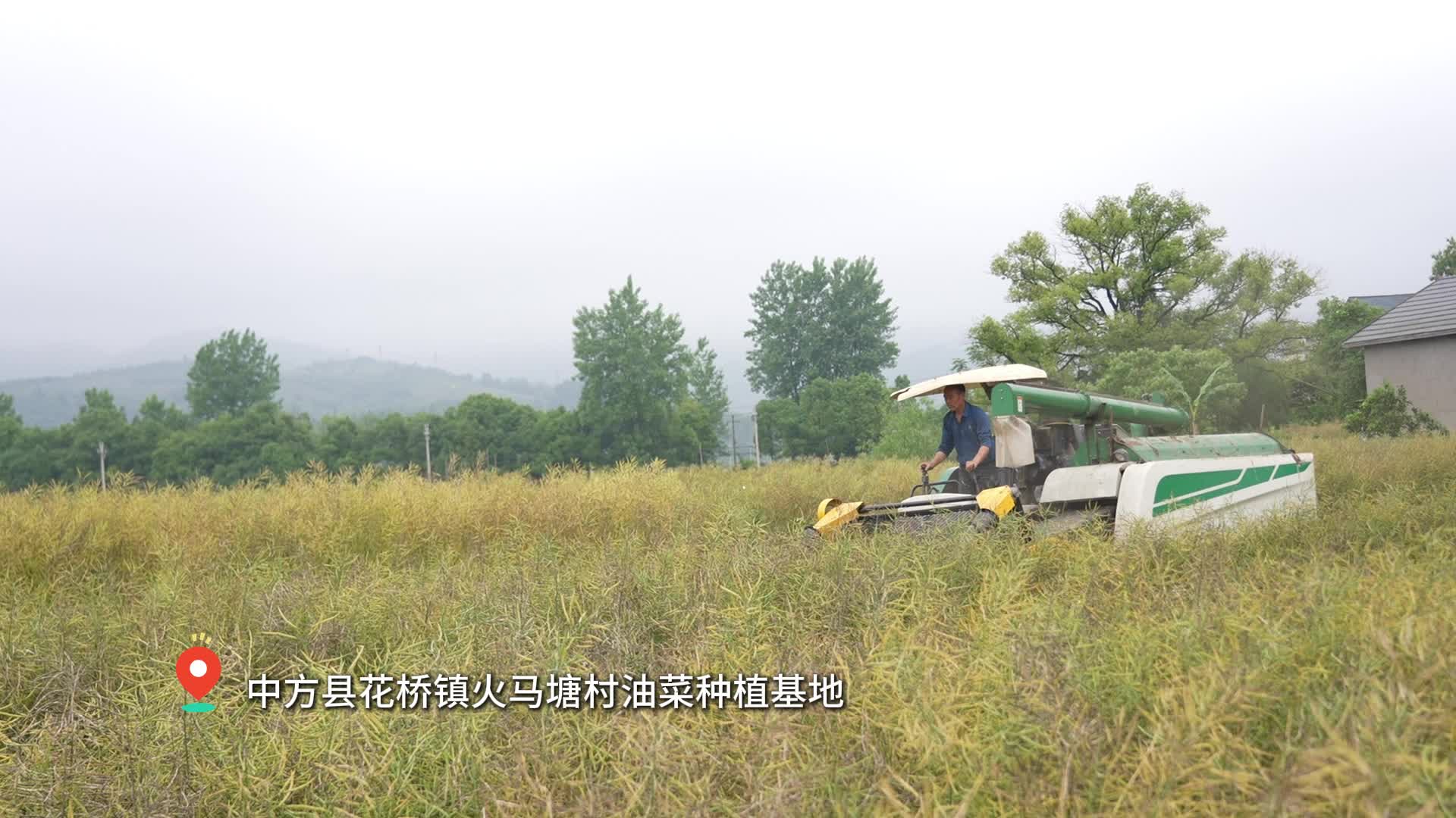 视频|中方县：机械化赋能丰收季 油菜收割按下 “快进键”