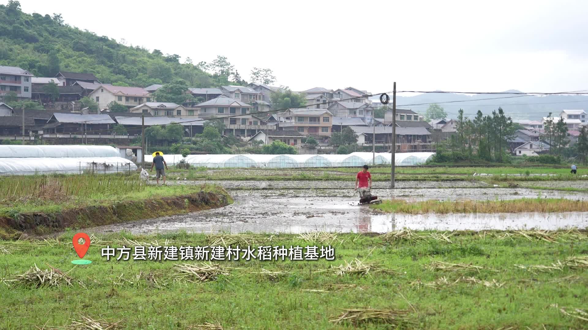 视频|中方县：抢抓农时 有序开展中稻翻耕备栽