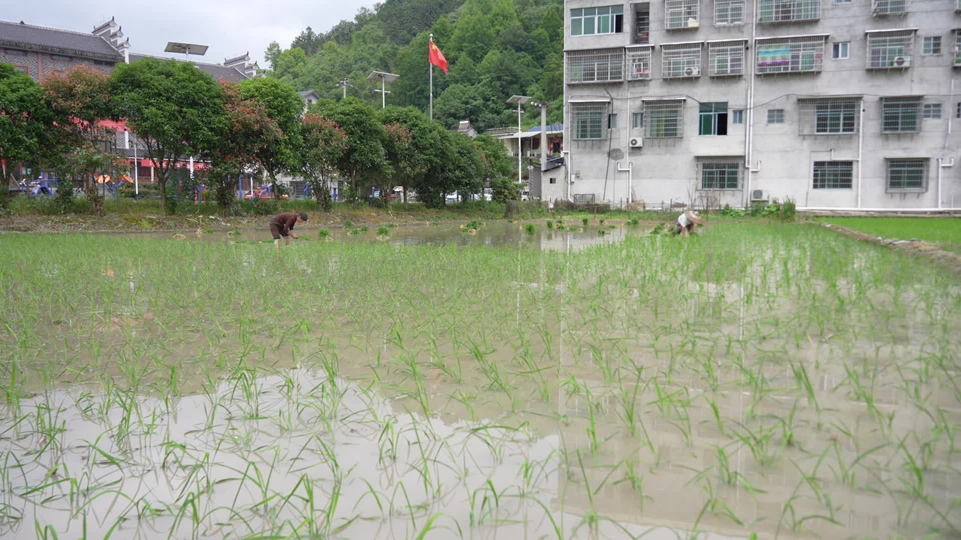 视频|中方县：抢抓农时 全力推进中稻移栽