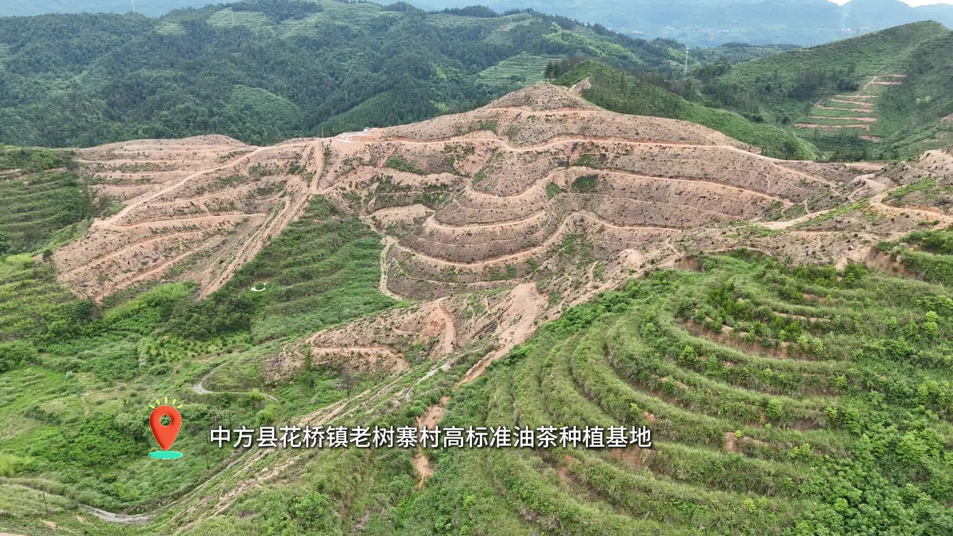 视频|中方县：油茶套种黄蜀葵 土地“空窗期”变“增收季”