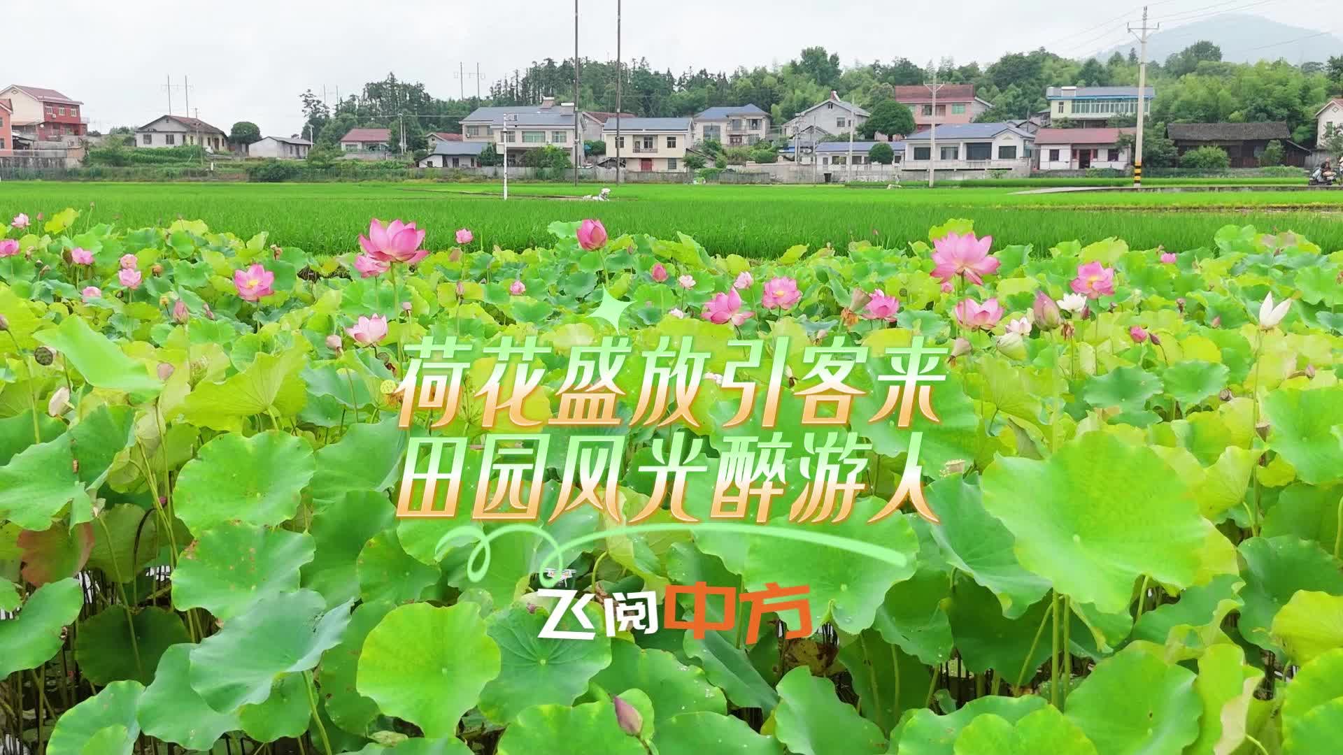 飞阅中方|荷花盛放引客来 田园风光醉游人