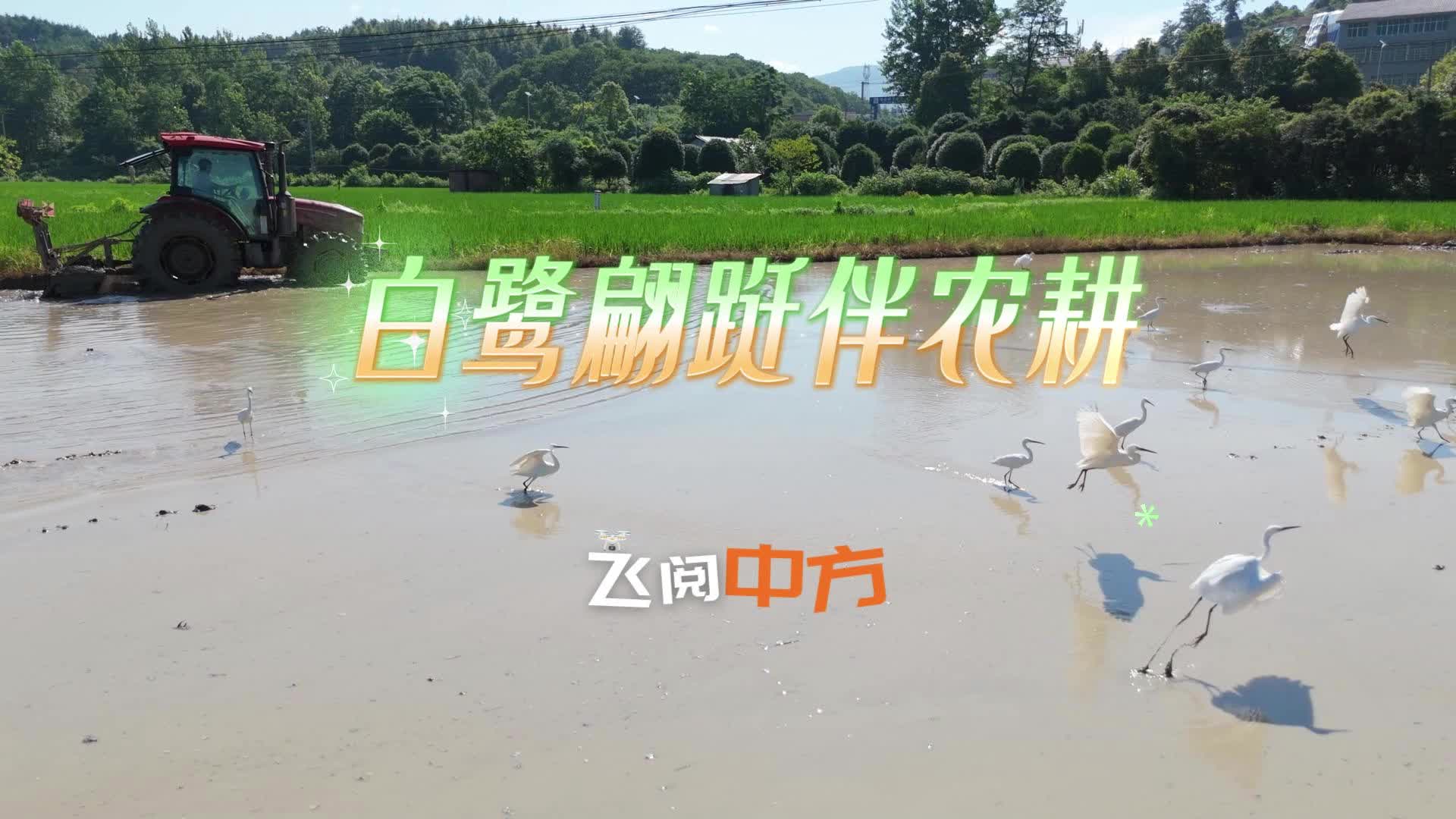 飞阅中方|白鹭翩跹伴农耕