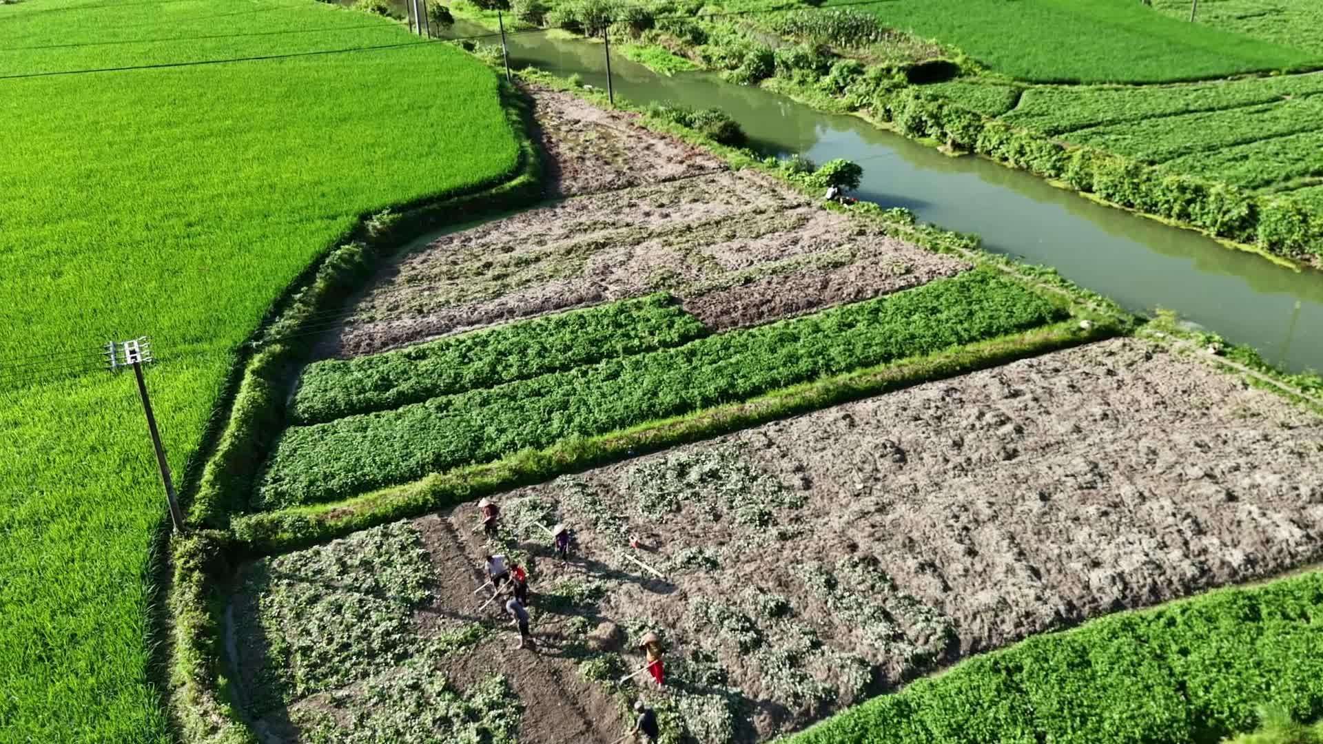视频|鱼腥草变身“幸福草”！中方县袁家镇鱼腥草种植注入乡村振兴新活力