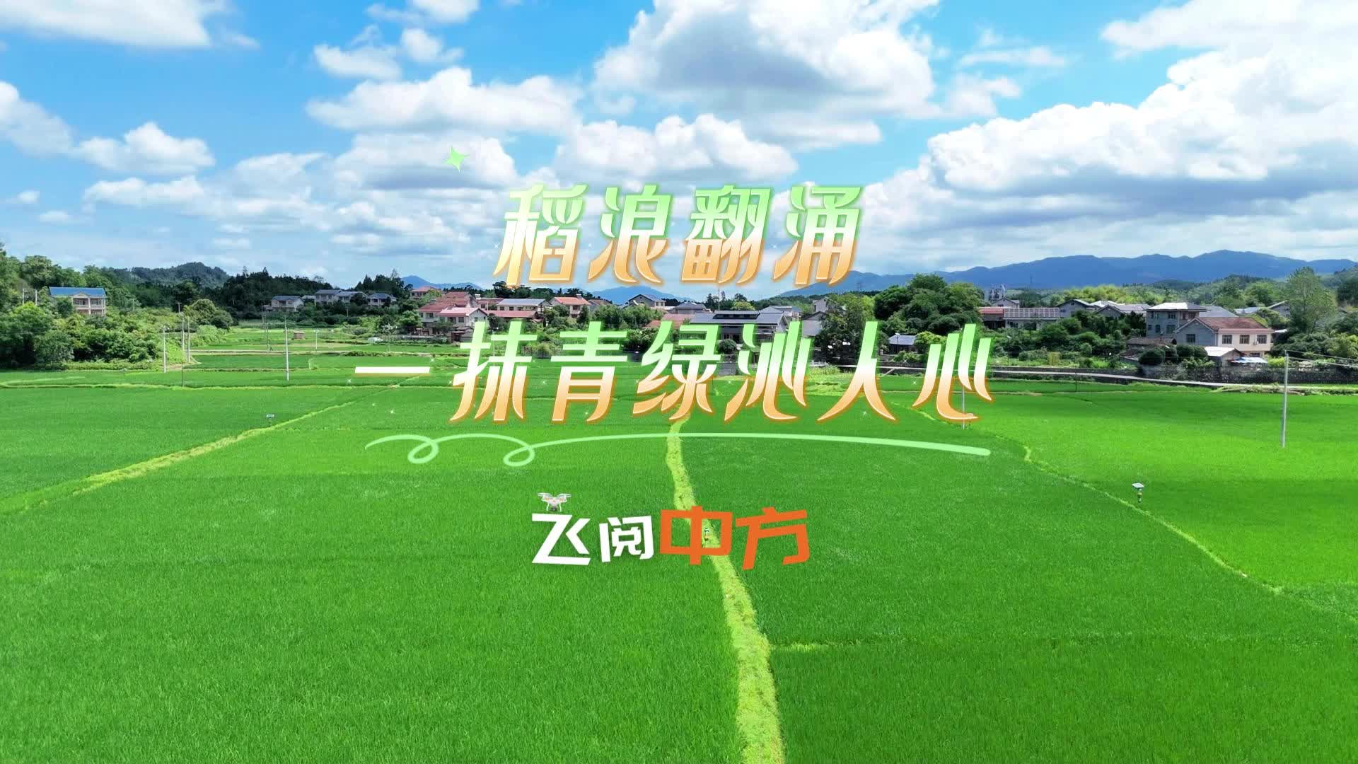 飞阅中方|稻浪翻涌 一抹青绿沁人心