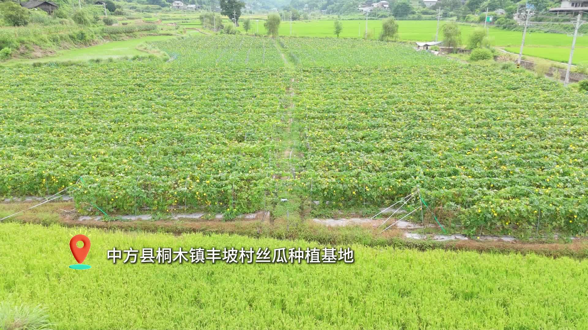 视频|中方县桐木镇：藤蔓挂硕果 丝瓜迎丰收！