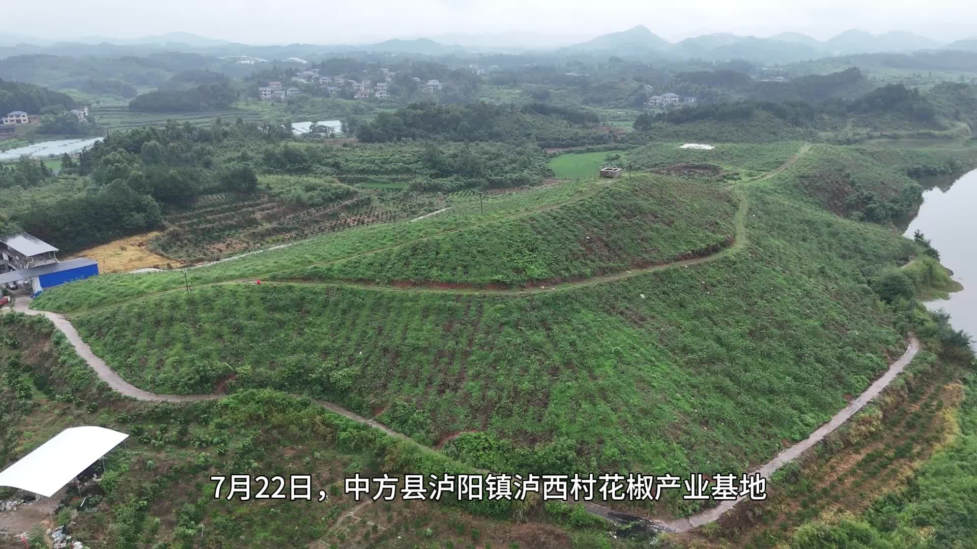 视频|中方县泸阳镇：椒香满山坡 特色产业铺就乡村振兴致富路