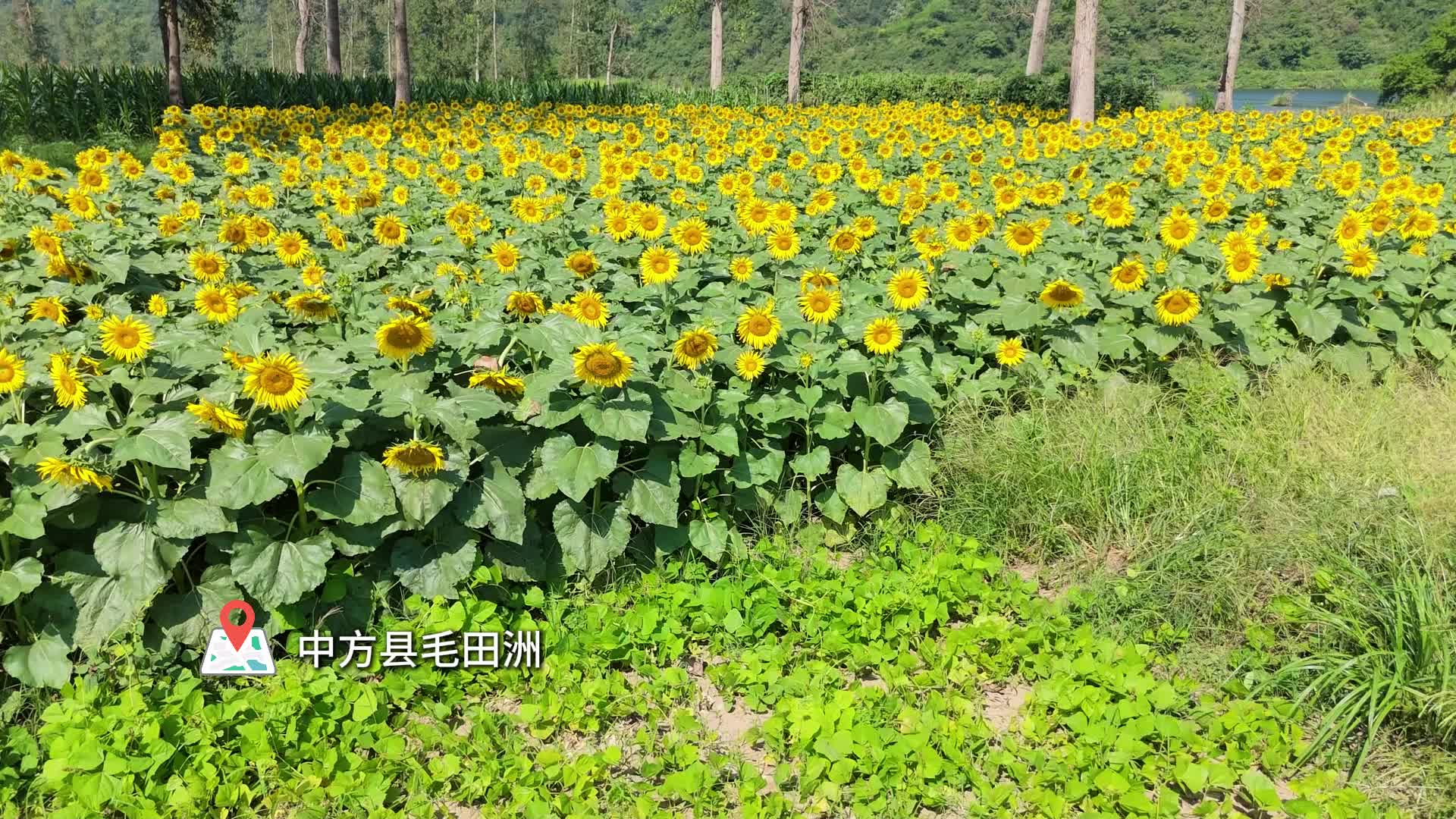 视频|中方县：向日葵盛放迎客来 生态美景持续出圈