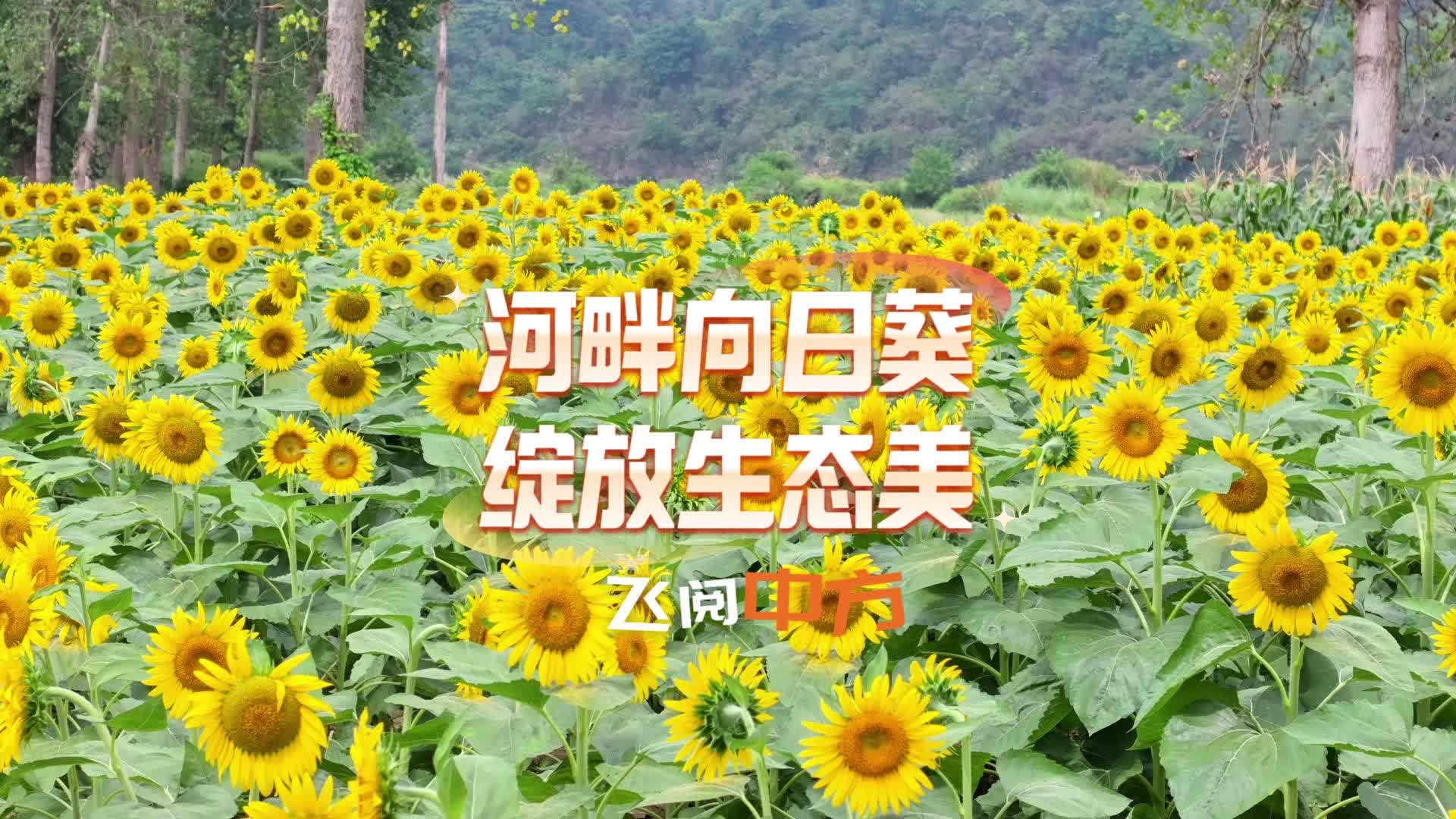 飞阅中方|河畔向日葵 绽放生态美
