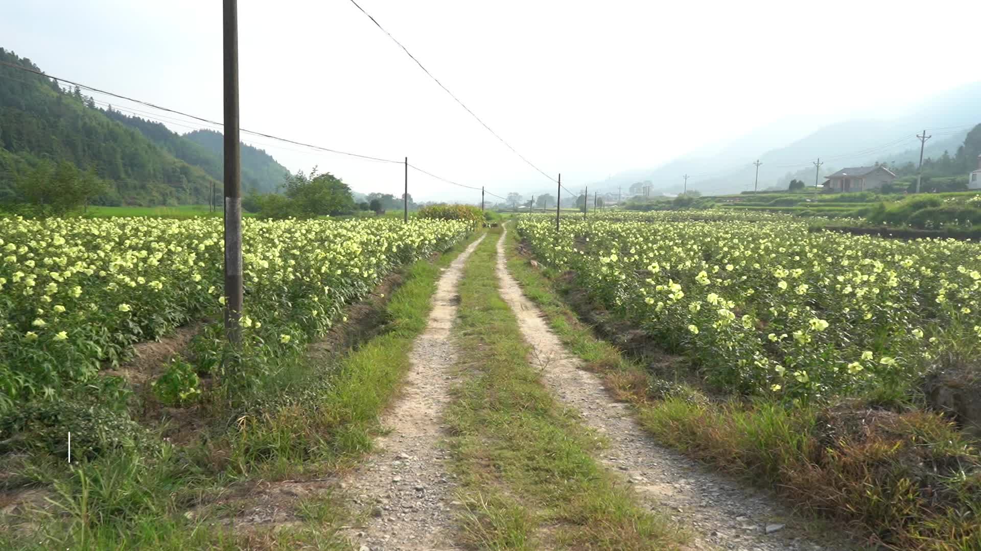 视频|袁家镇：黄蜀葵花开遍地金 特色中药材铺就乡村振兴致富路
