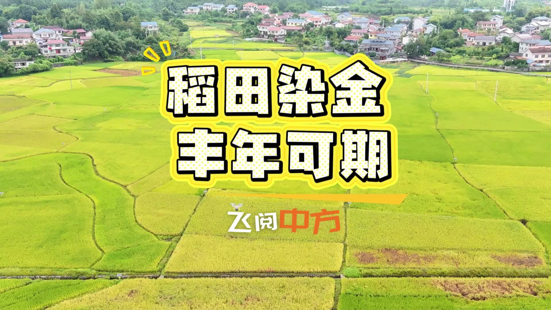 飞阅中方|稻田染金 丰年可期