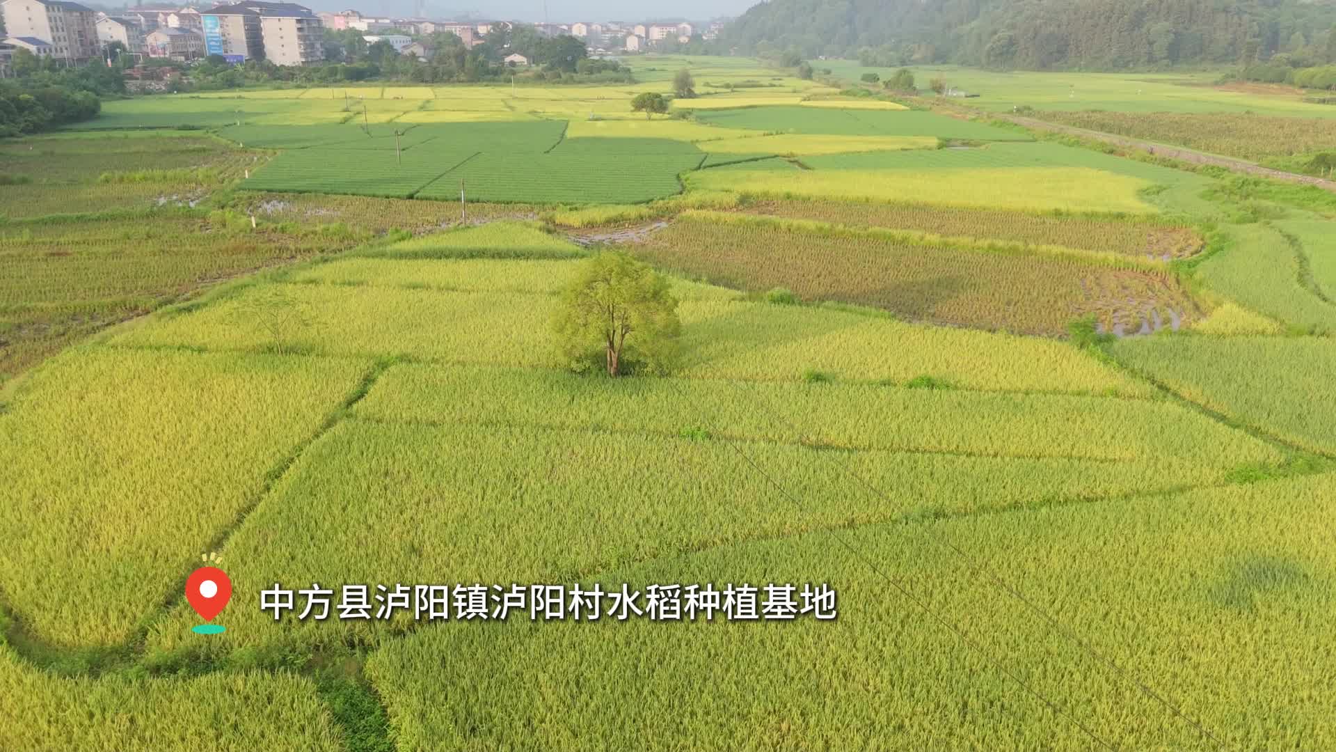 视频| 中方县18.54万亩中稻迎来收获季
