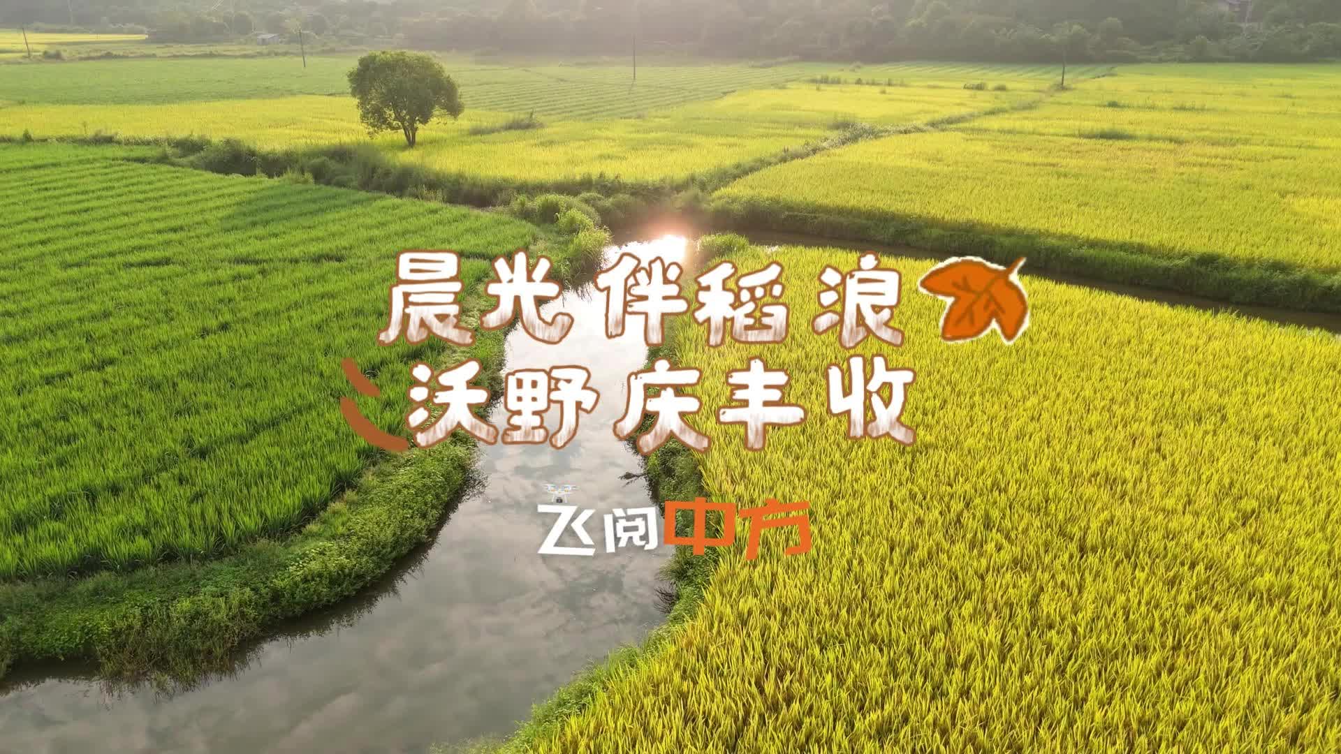飞阅中方|晨光伴稻浪 沃野迎丰收
