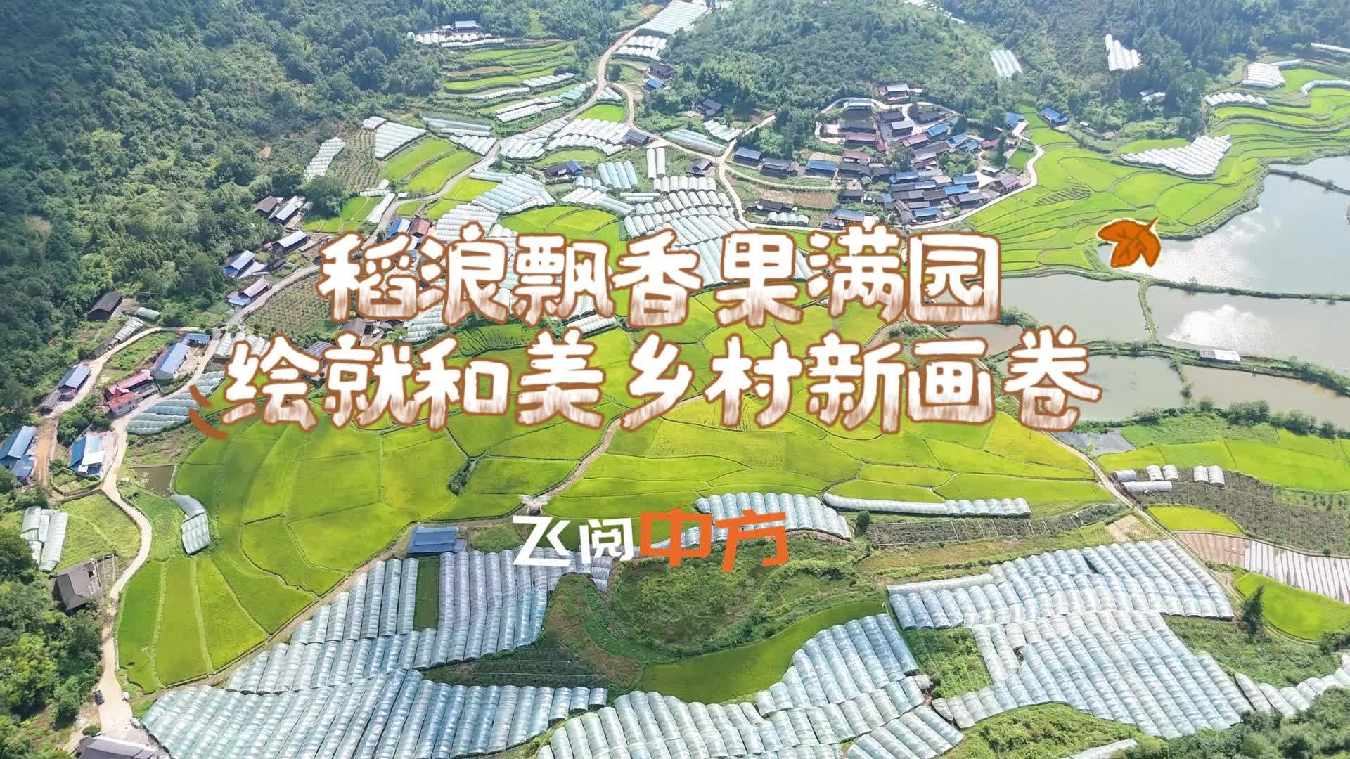 飞阅中方|稻浪飘香果满园 绘就和美乡村新画卷
