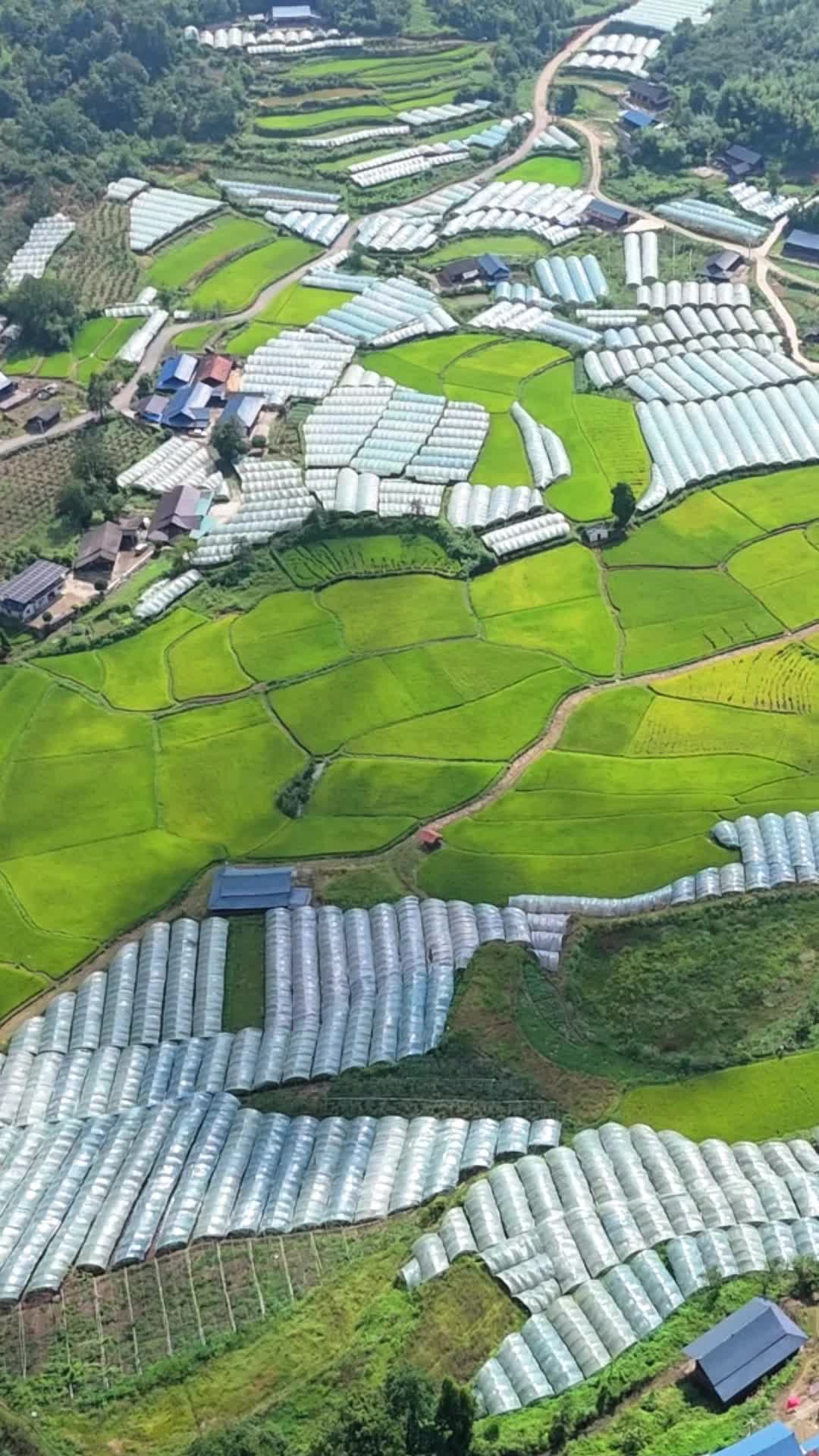 视频|2026年花桥镇丰收季暨高山葡萄采摘周农文旅嘉年华