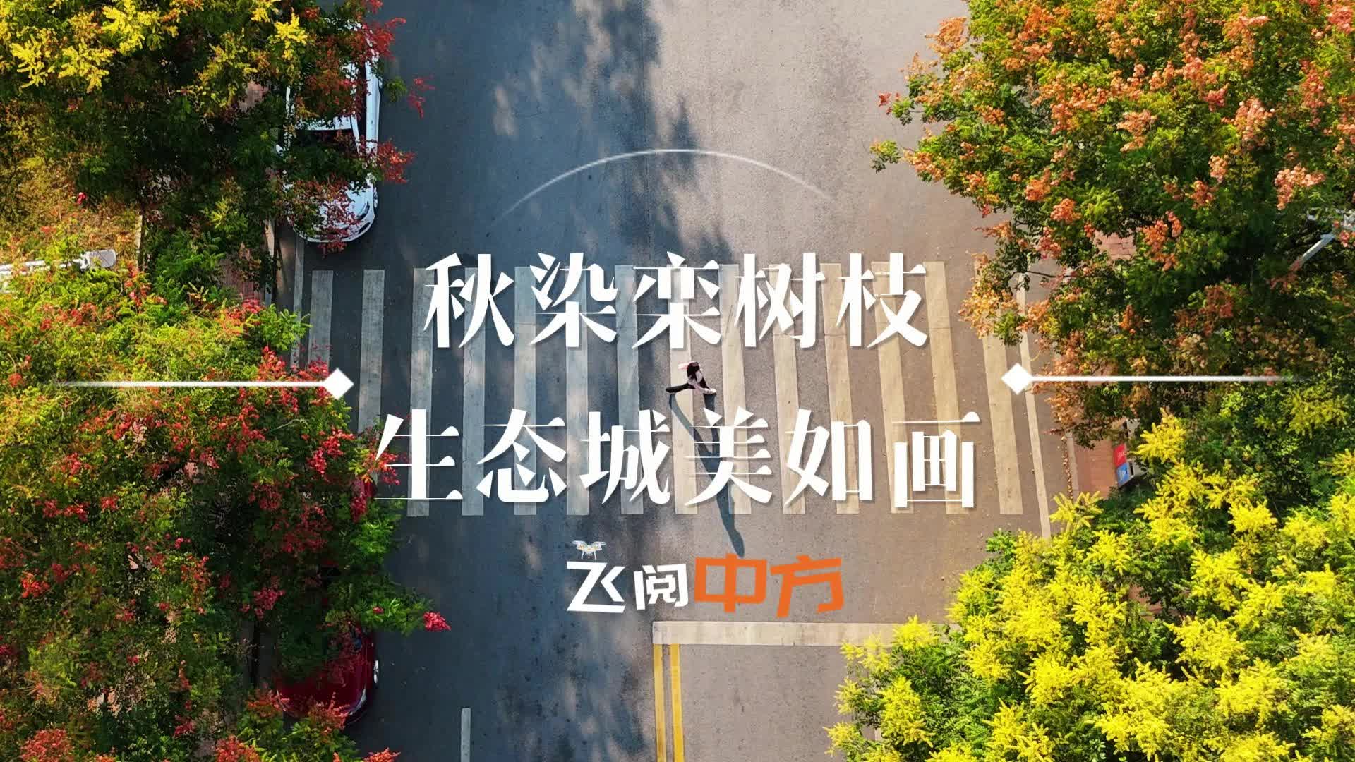 飞阅中方|秋染栾树枝 生态城美如画